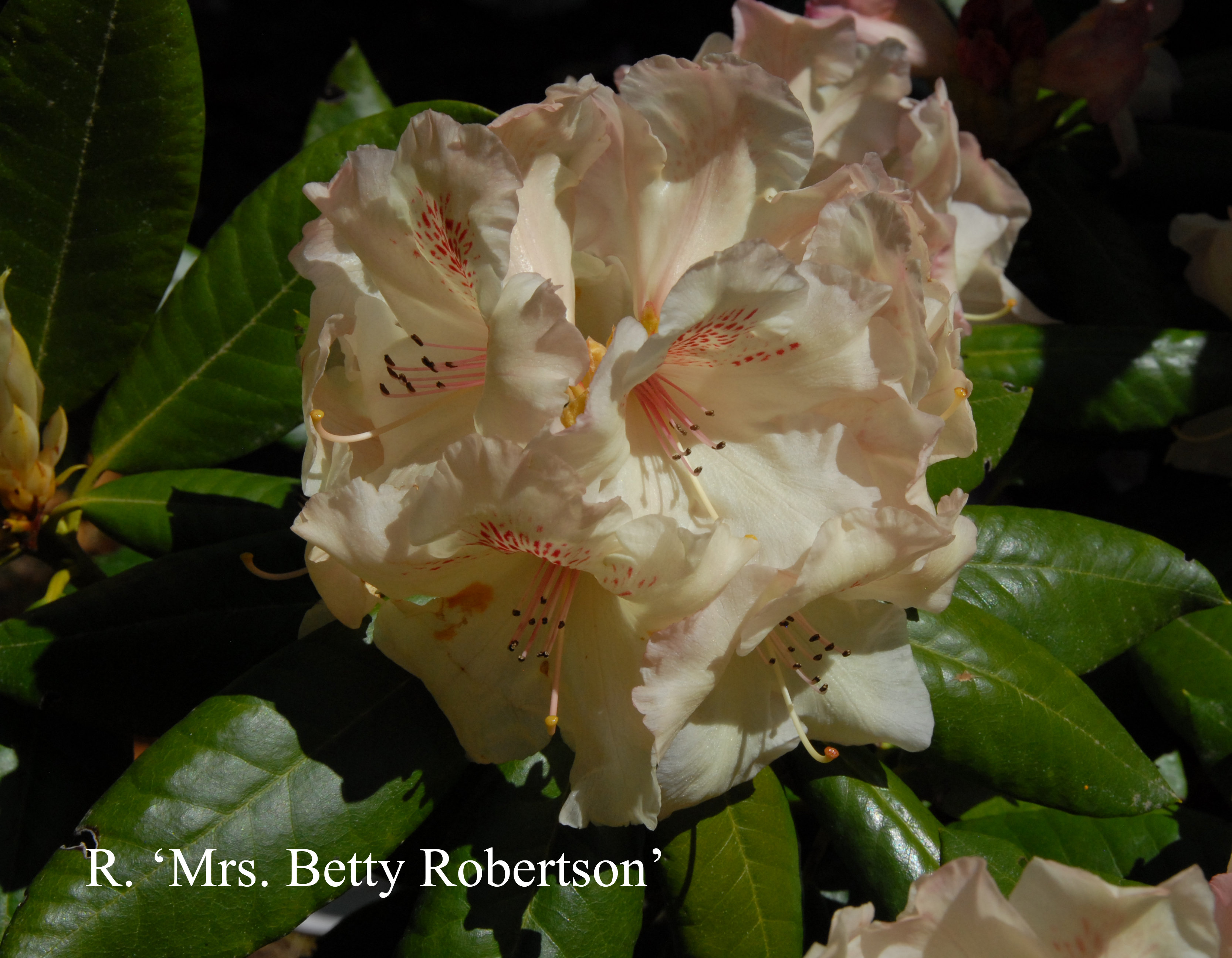 Rhododendron Mrs Betty Robertson photo