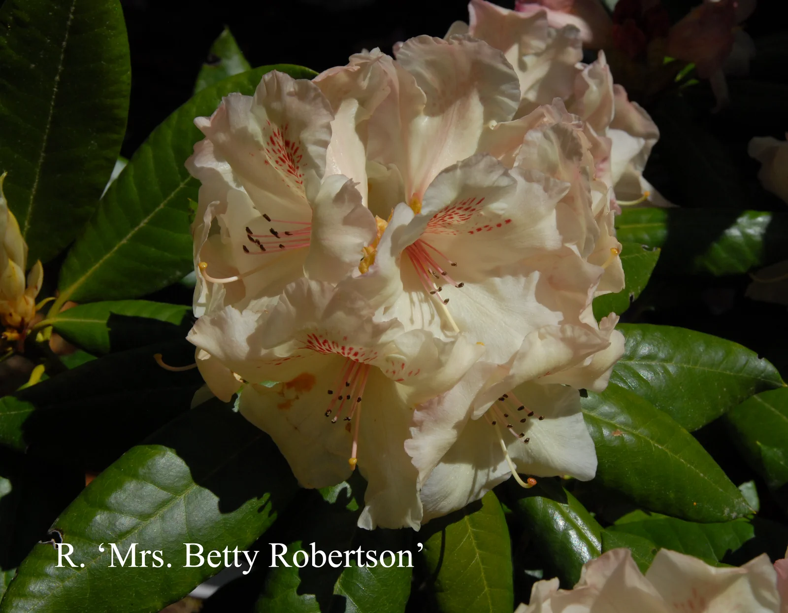 R. 'Mrs Betty Robertson' photo of R. 'Mrs Betty Robertson'. Location: Fearing's Farm Nursery, Abbotsford, BC, Canada. Photo by: Harold Fearing