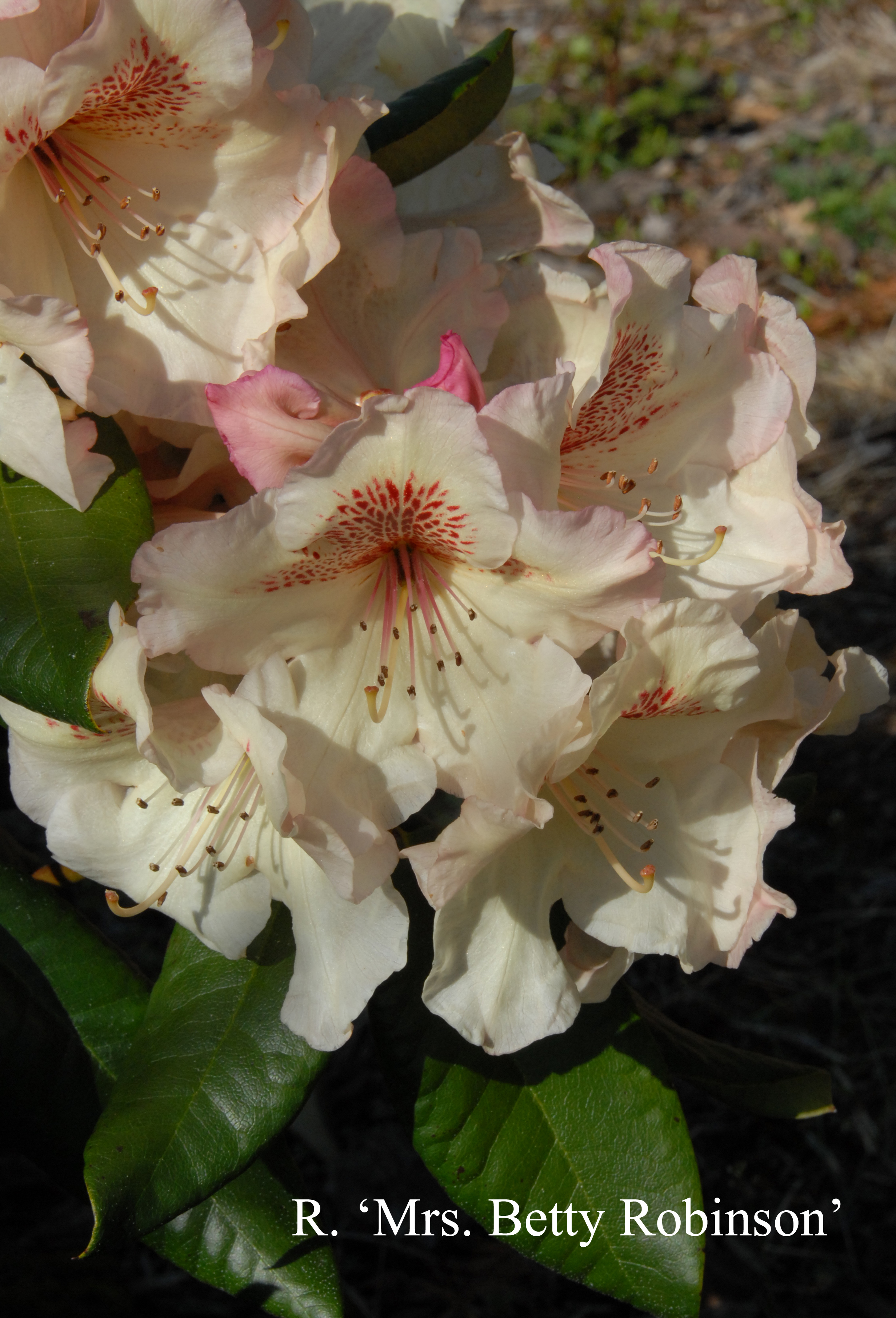 Rhododendron Mrs Betty Robertson photo