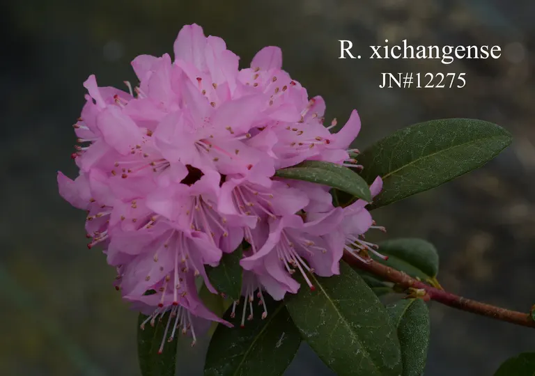 Photo of R. xichangense, Species