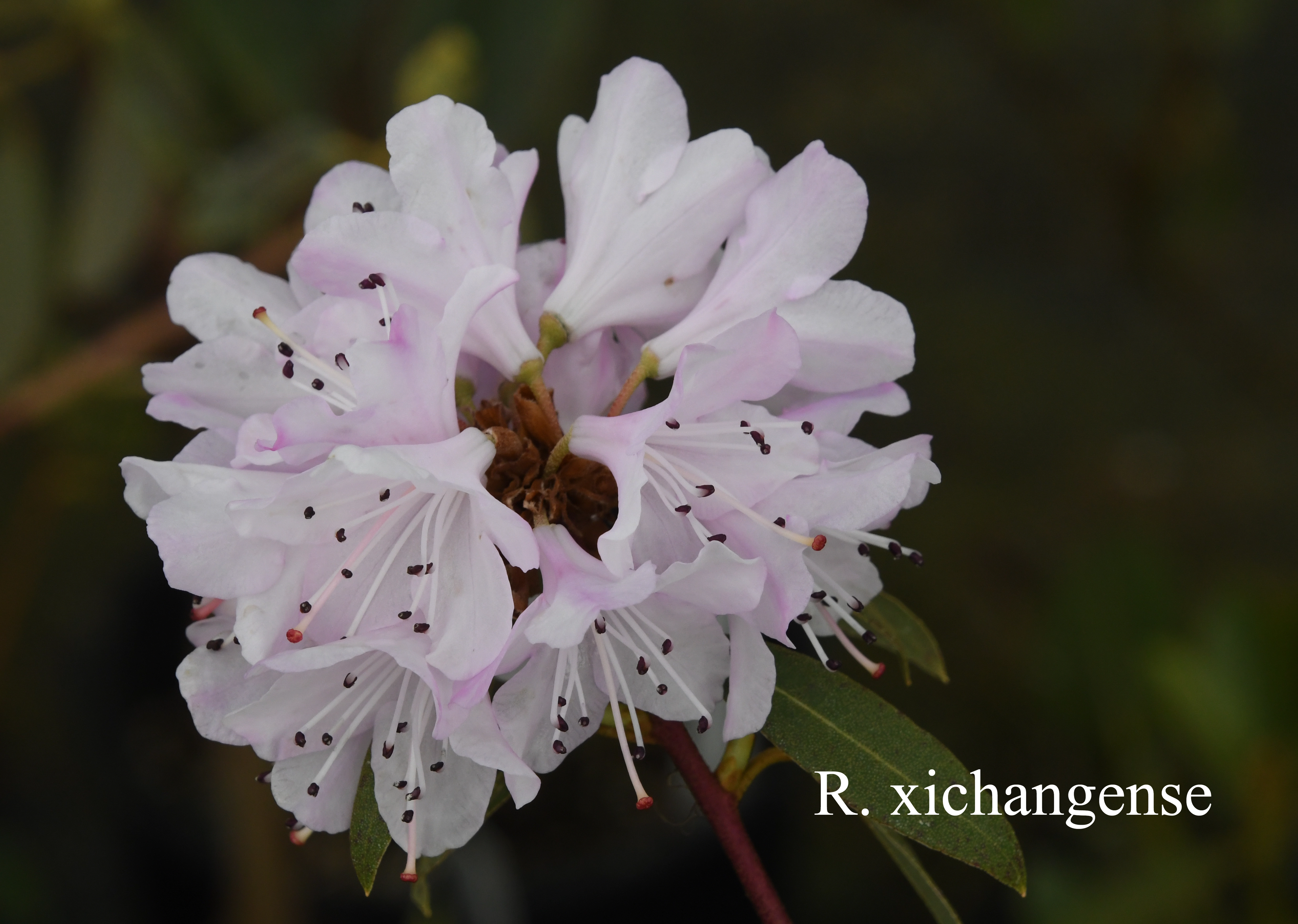 Rhododendron xichangense photo