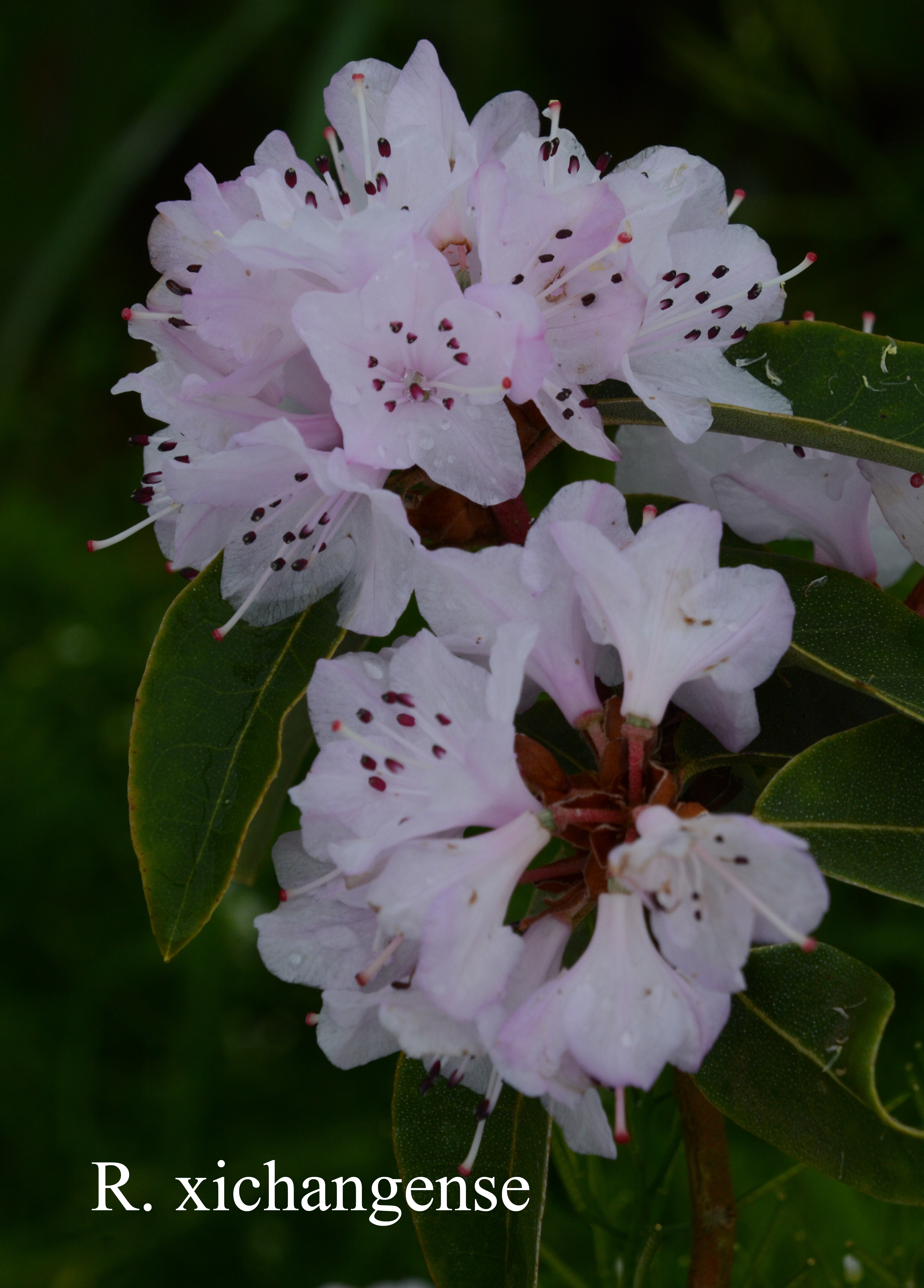 Rhododendron xichangense photo