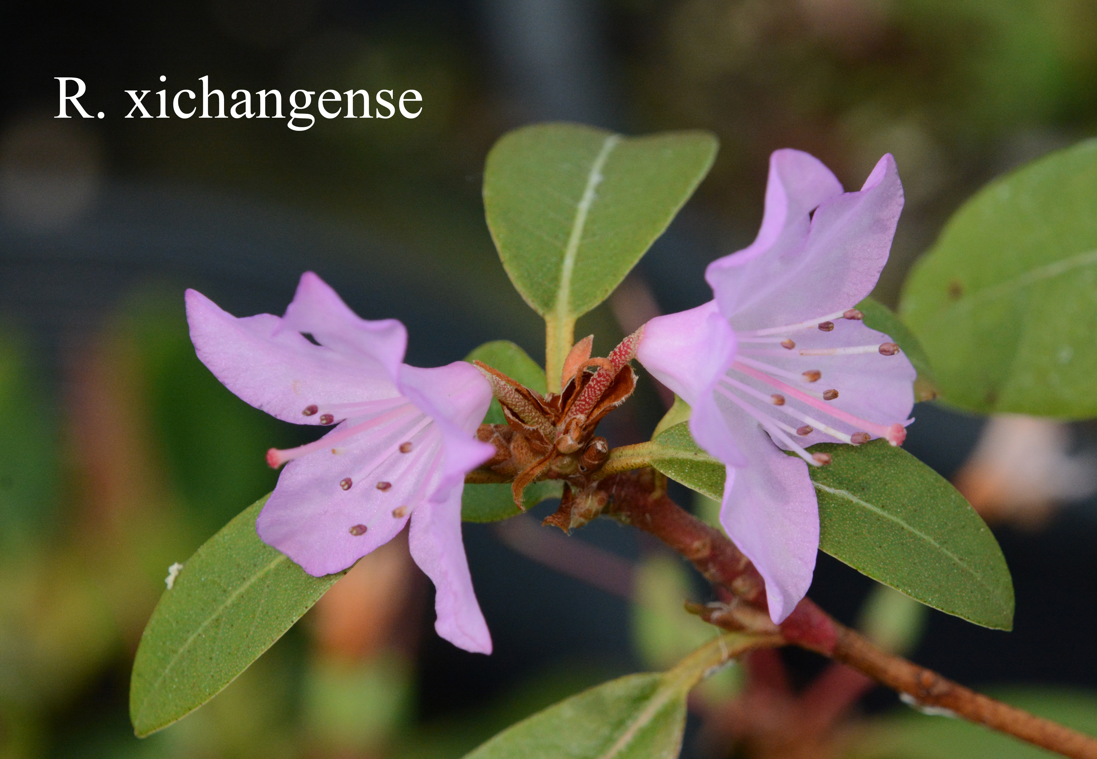 Rhododendron xichangense photo