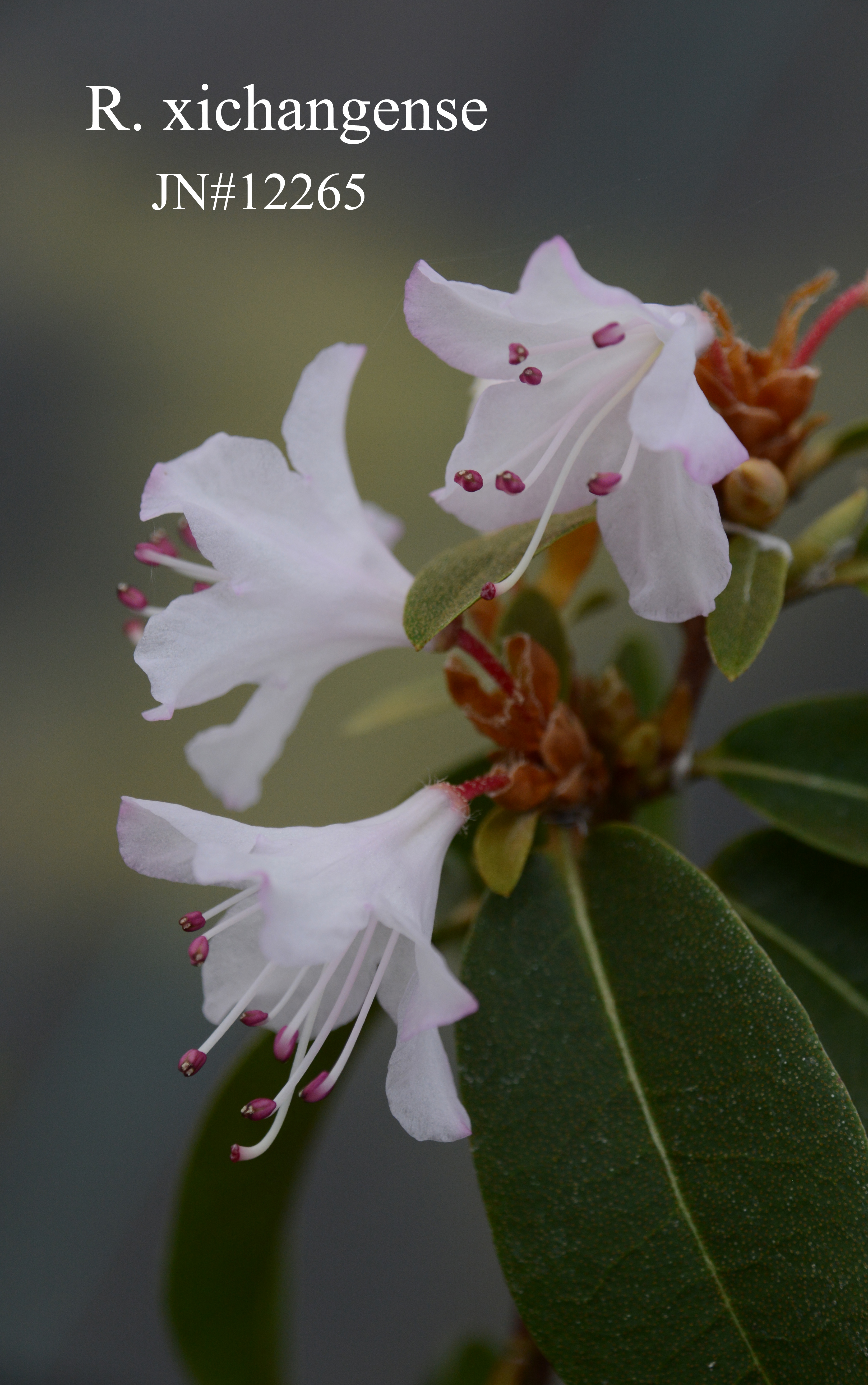 Rhododendron xichangense photo