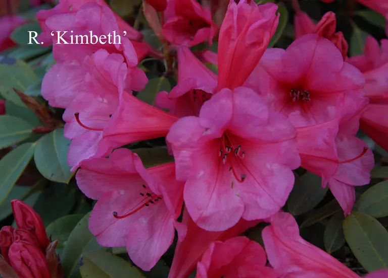 Photo of R. 'Kimbeth', Rhododendron Hybrid