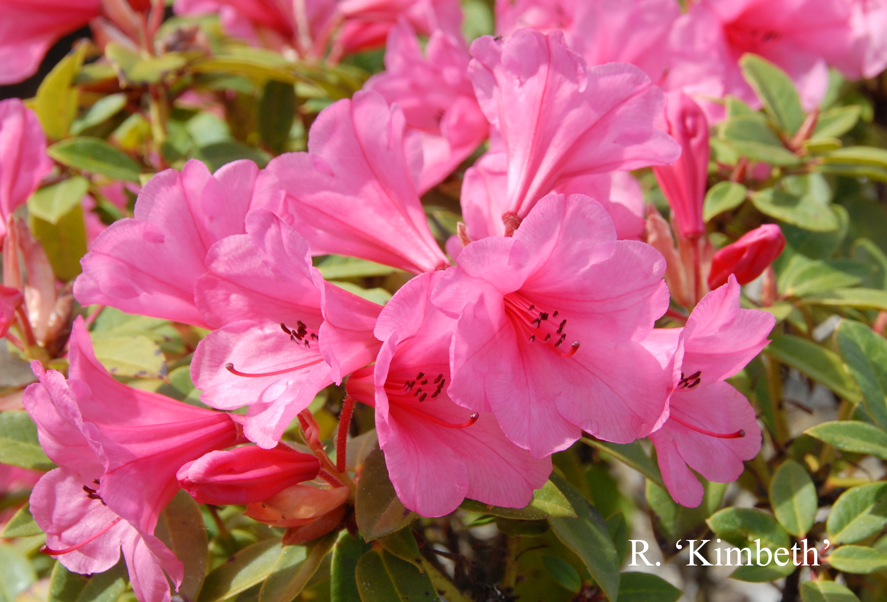 Rhododendron Kimbeth photo