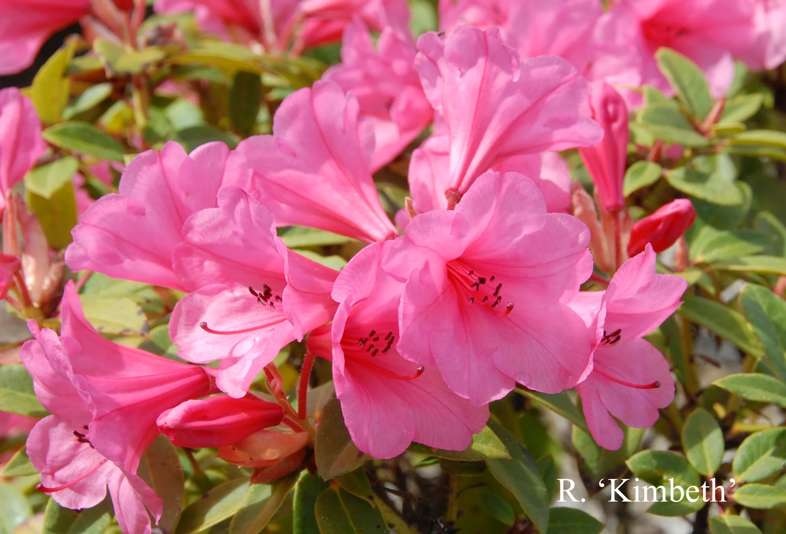 R. 'Kimbeth' photo of R. 'Kimbeth'. Location: Fearing's Farm Nursery, Abbotsford, BC, Canada. Photo by: Harold Fearing
