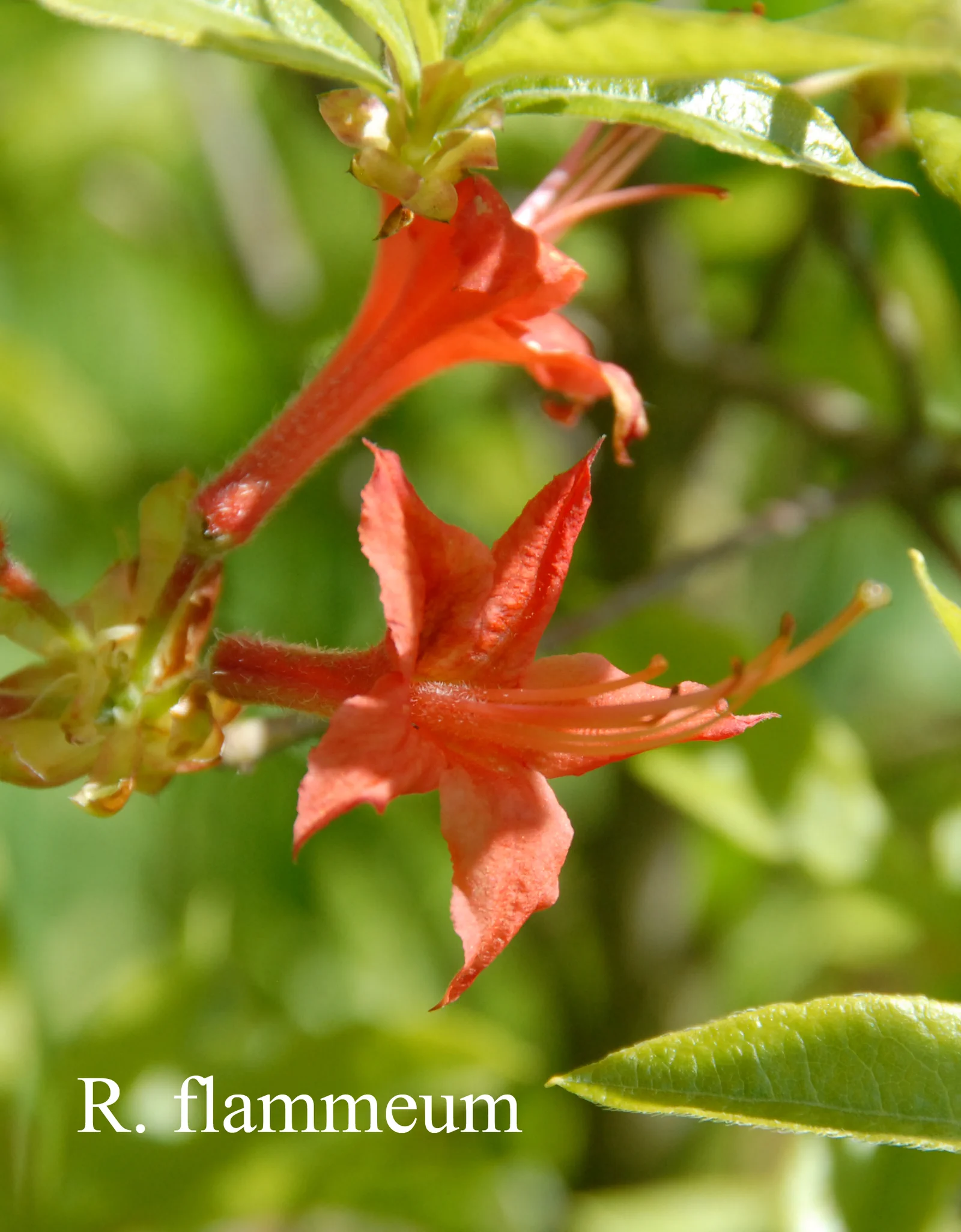 R. flammeum photo of R. flammeum. Location: Fearing's Farm Nursery, Abbotsford, BC, Canada. Photo by: Harold Fearing