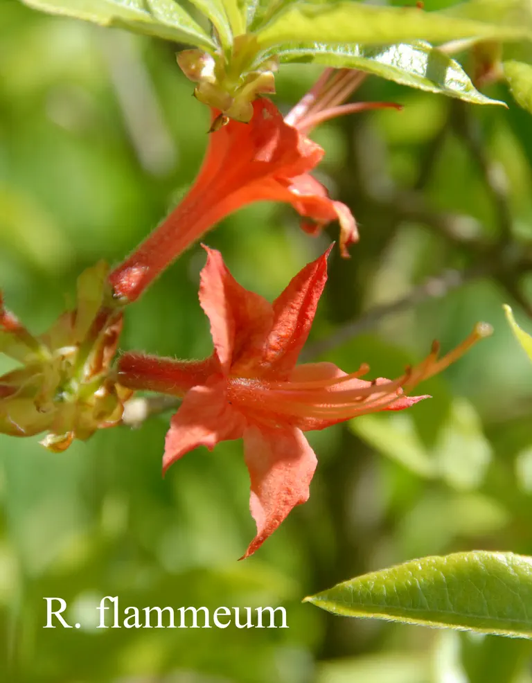 Photo of R. flammeum, Species