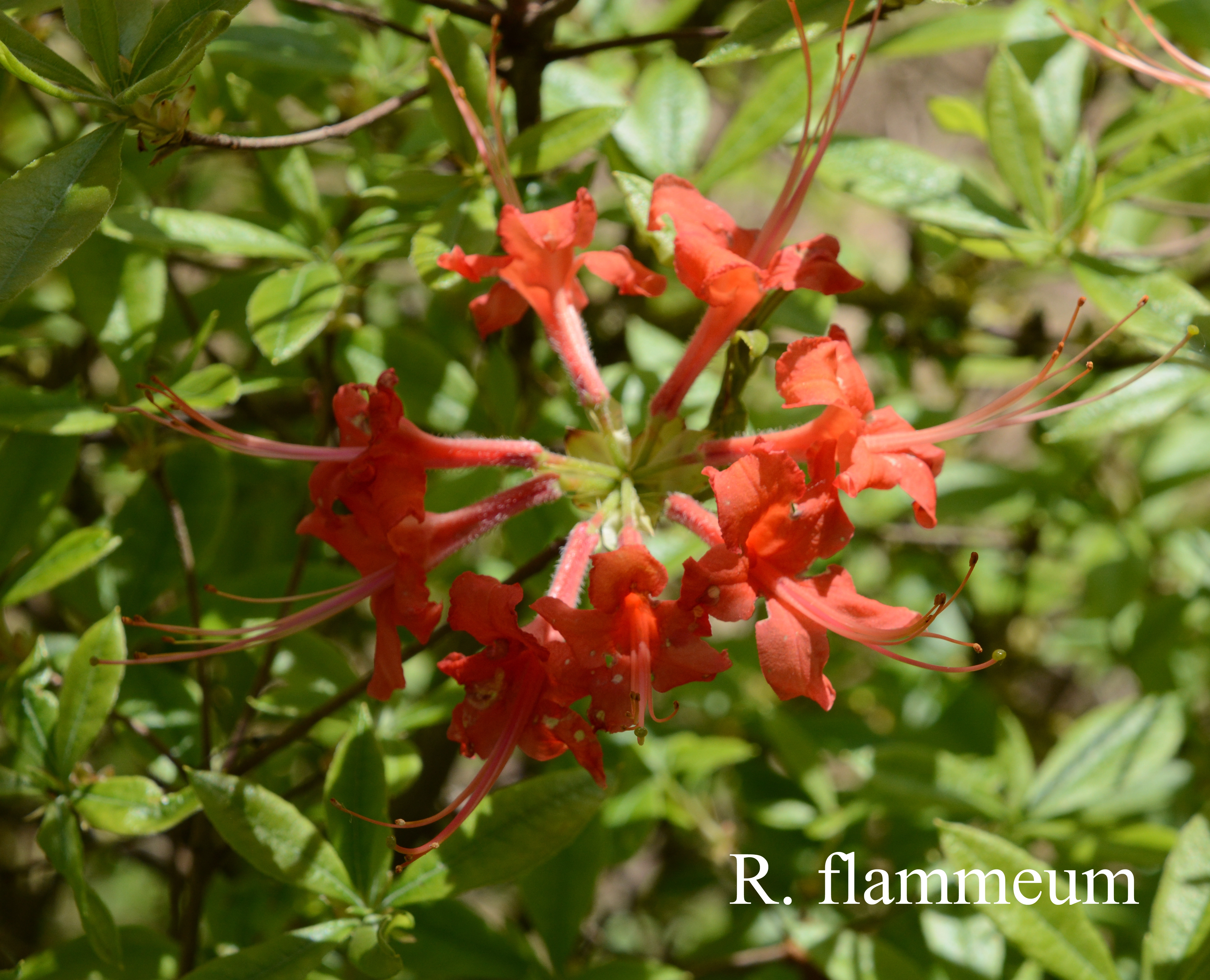Rhododendron flammeum photo