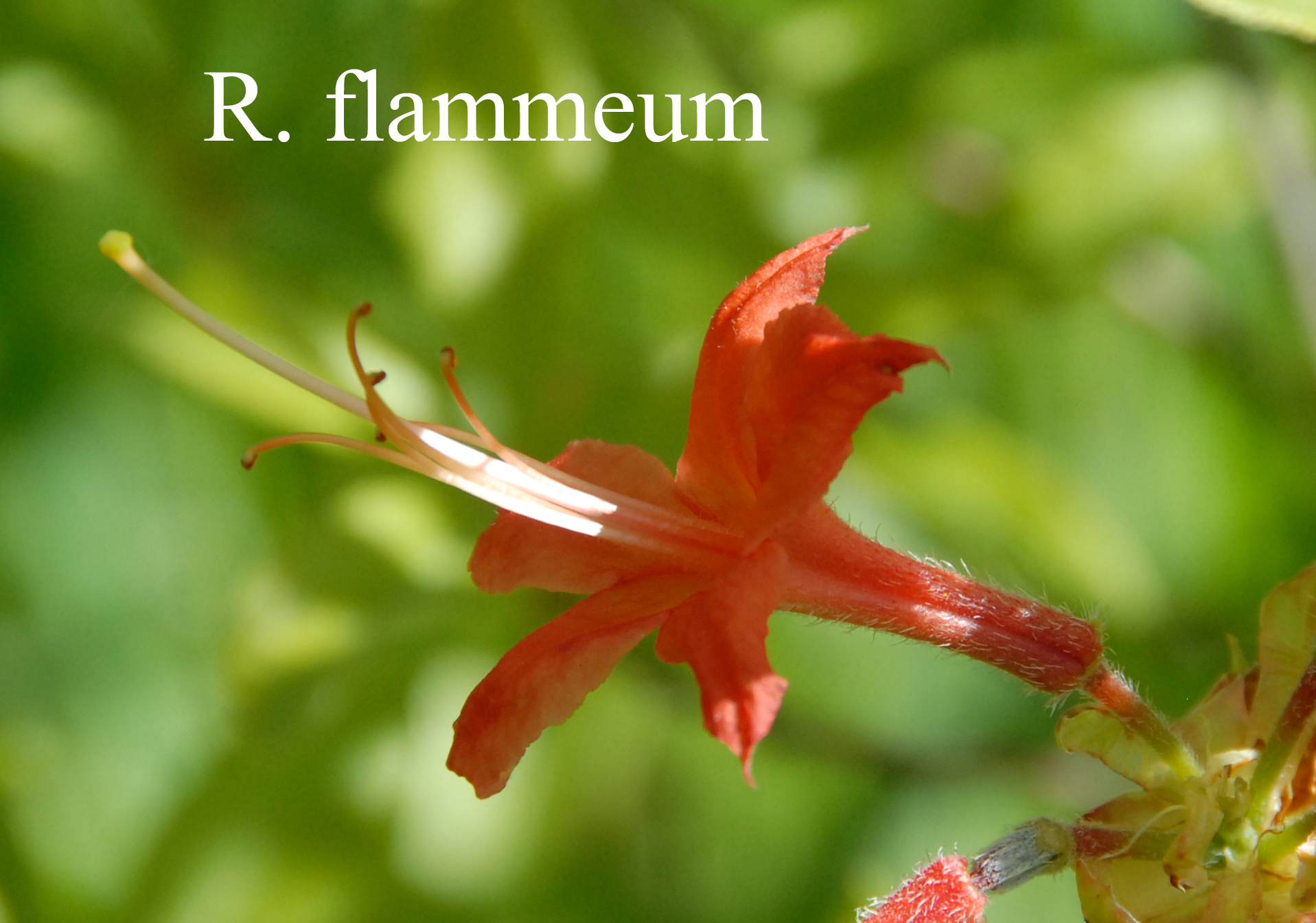 Rhododendron flammeum photo