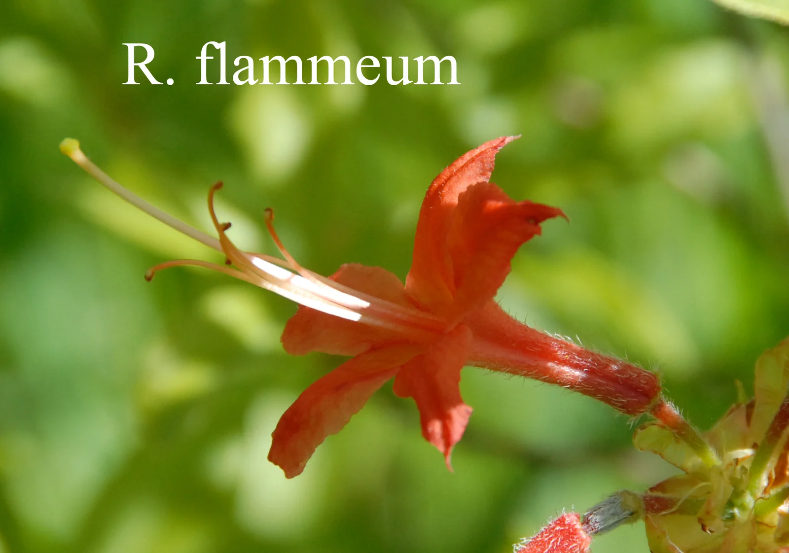 R. flammeum photo of R. flammeum. Location: Fearing's Farm Nursery, Abbotsford, BC, Canada. Photo by: Harold Fearing