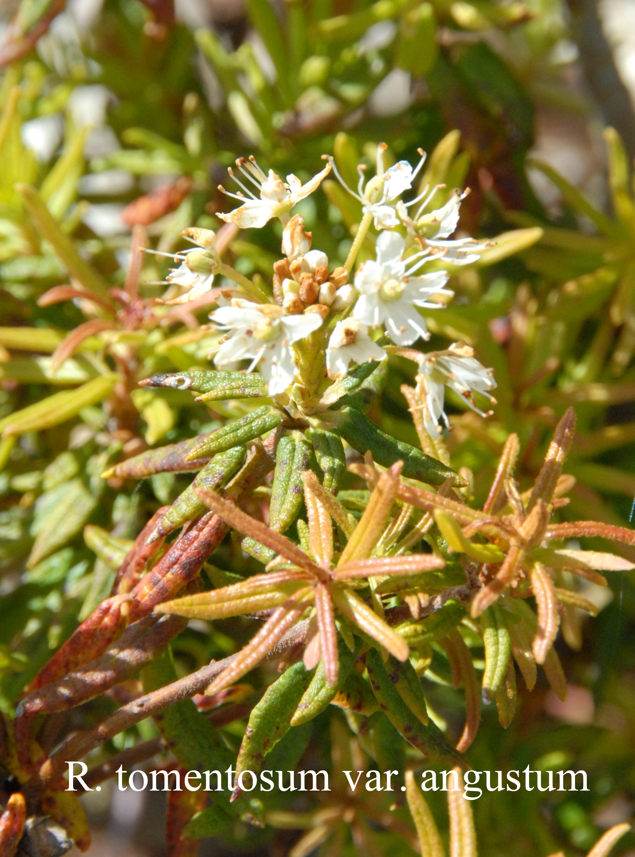 Rhododendron viscosum photo