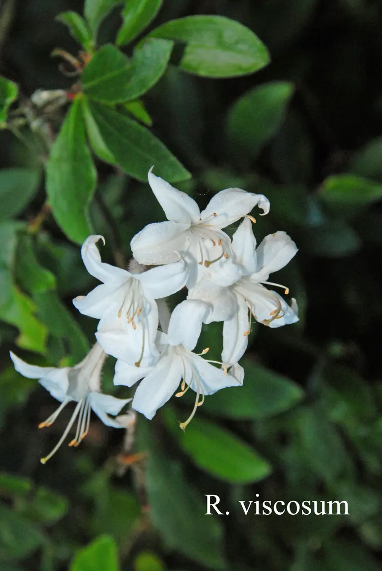 Photo of R. viscosum, Species