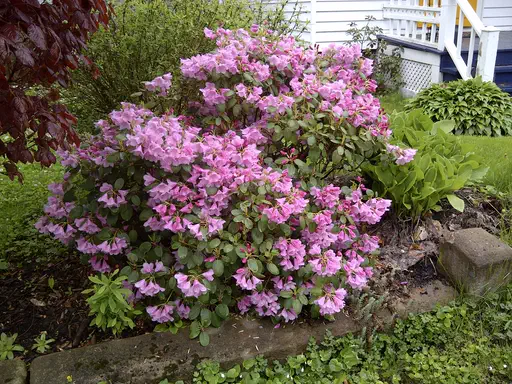 Photo of R. 'Minas Grand Pré', Rhododendron Hybrid