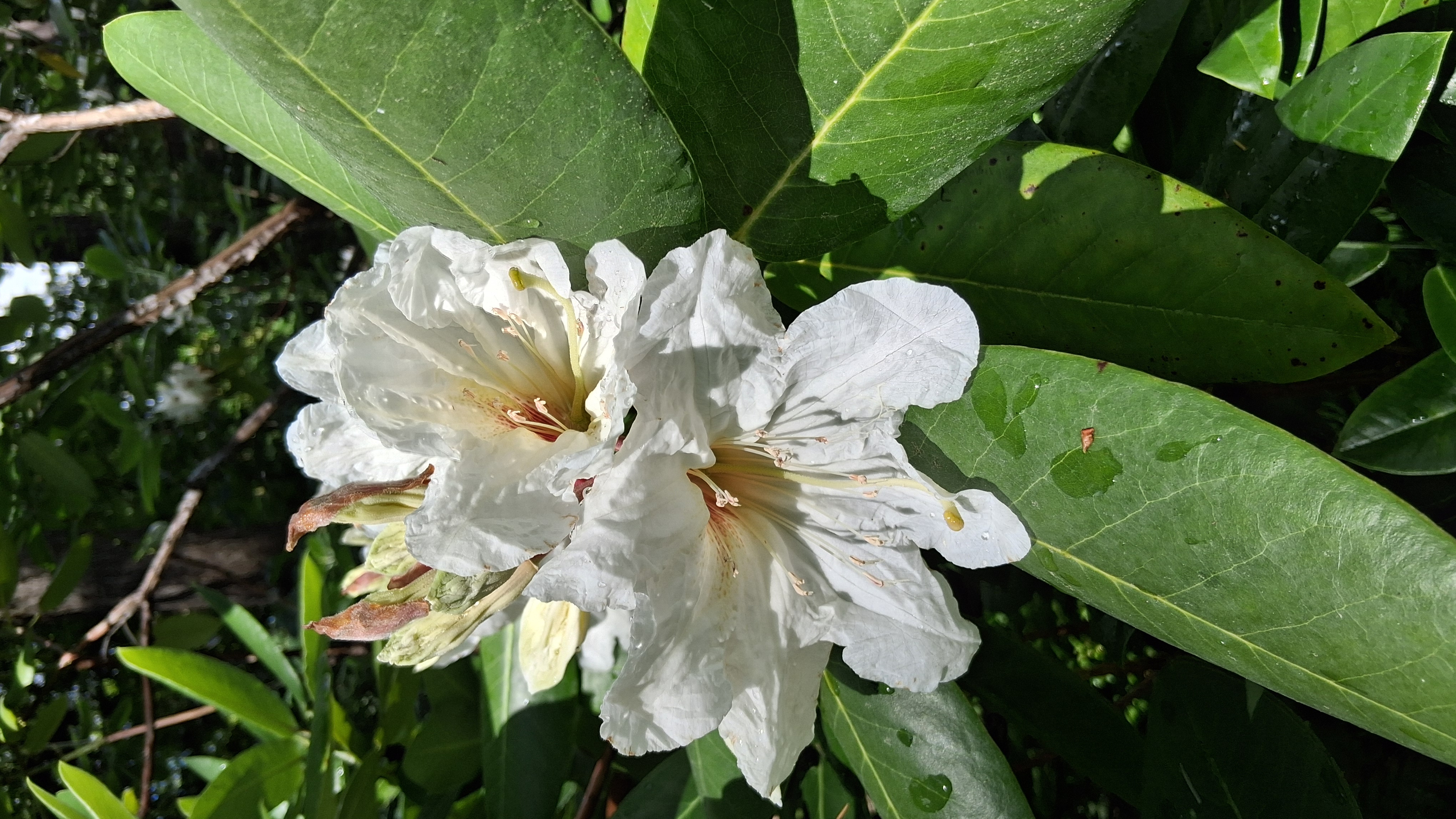 Rhododendron faithiae photo