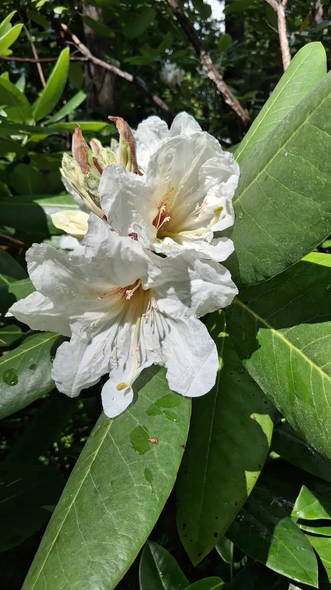 Photo of R. faithiae, Species