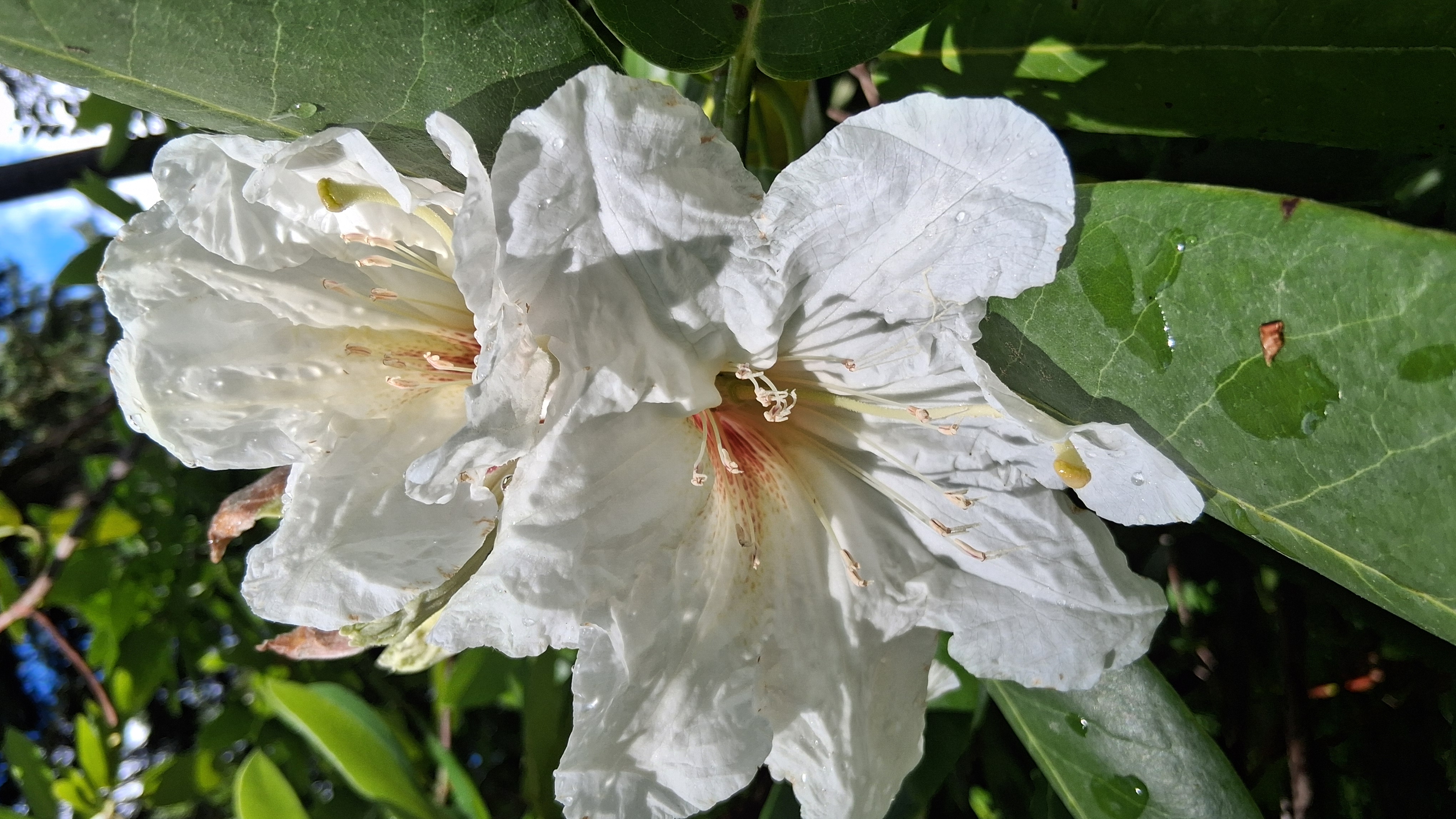 Rhododendron faithiae photo