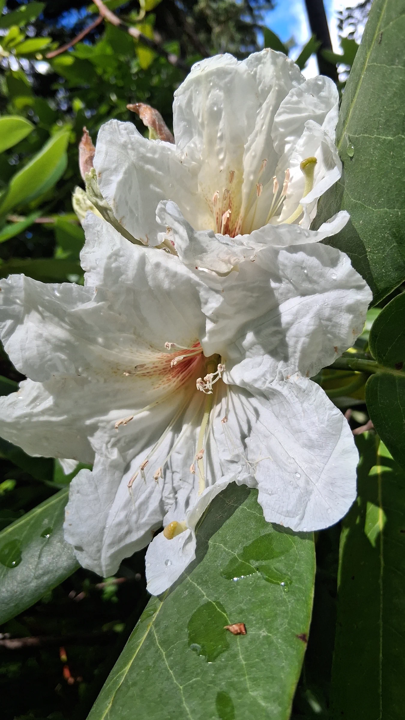 R. faithiae photo of R. faithiae. R. faithiae 2014/113 (GGG#14142) RSBG flowers.. Location: Rhododendron Species Botanical Garden. Photo by: Thatrhodylady
