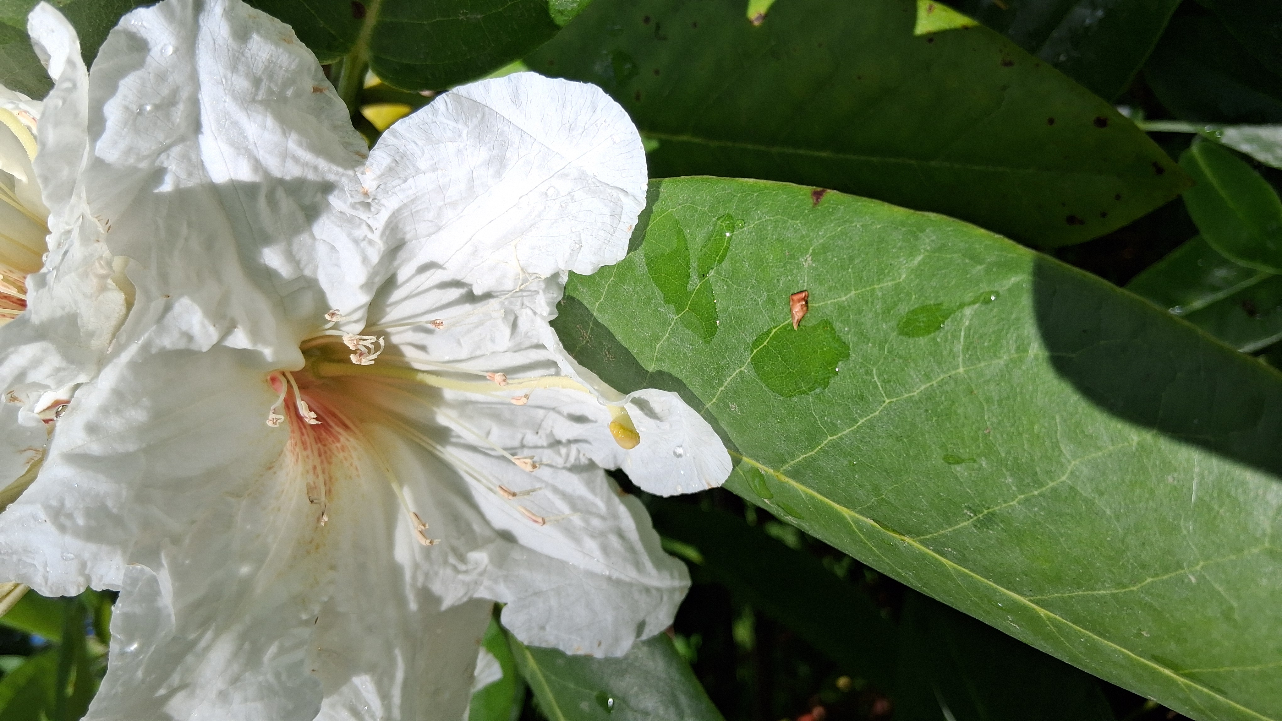 Rhododendron faithiae photo