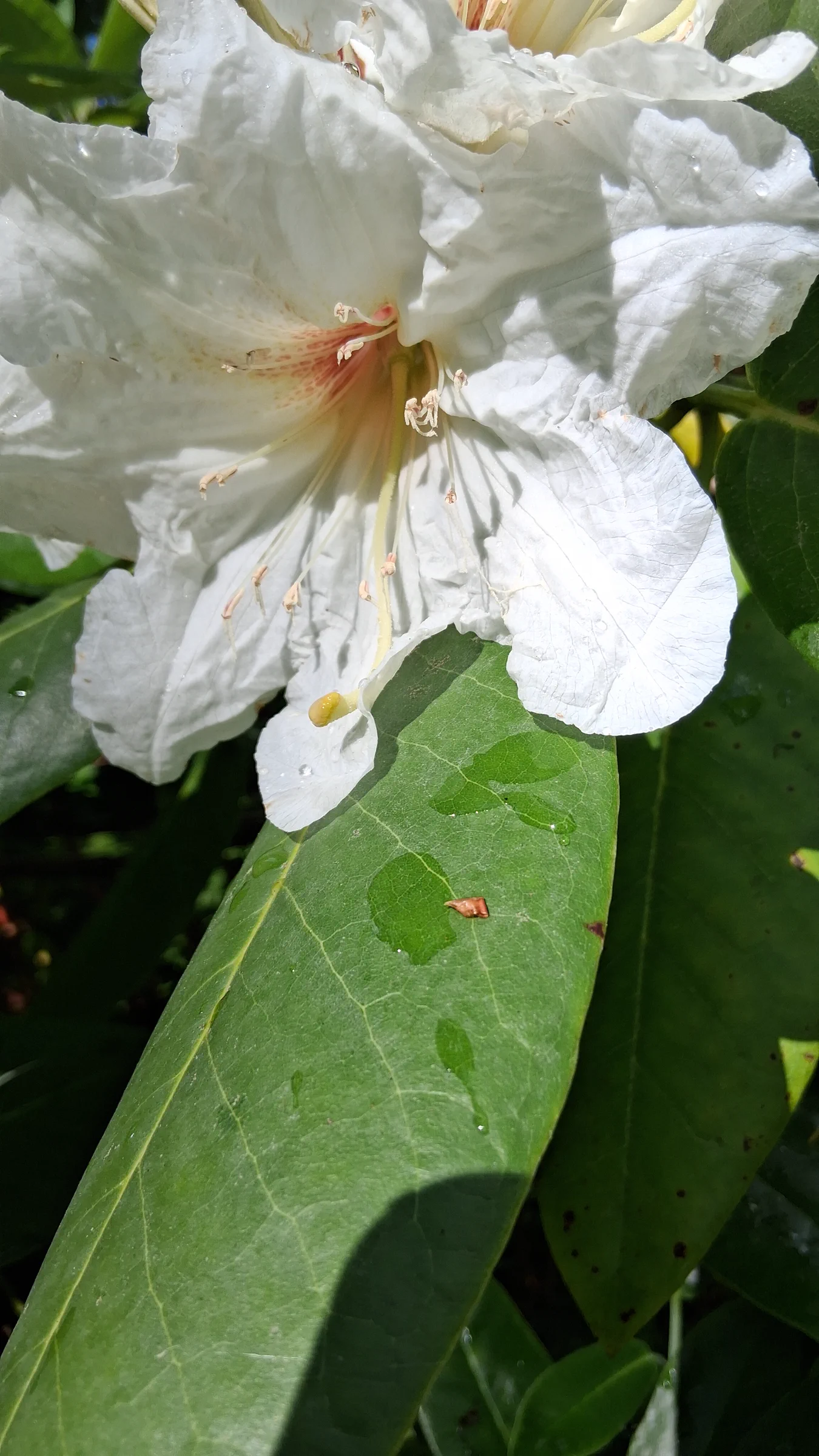 R. faithiae photo of R. faithiae. R. faithiae 2014/113 (GGG#14142) RSBG flower close up.. Location: Rhododendron Species Botanical Garden. Photo by: Thatrhodylady