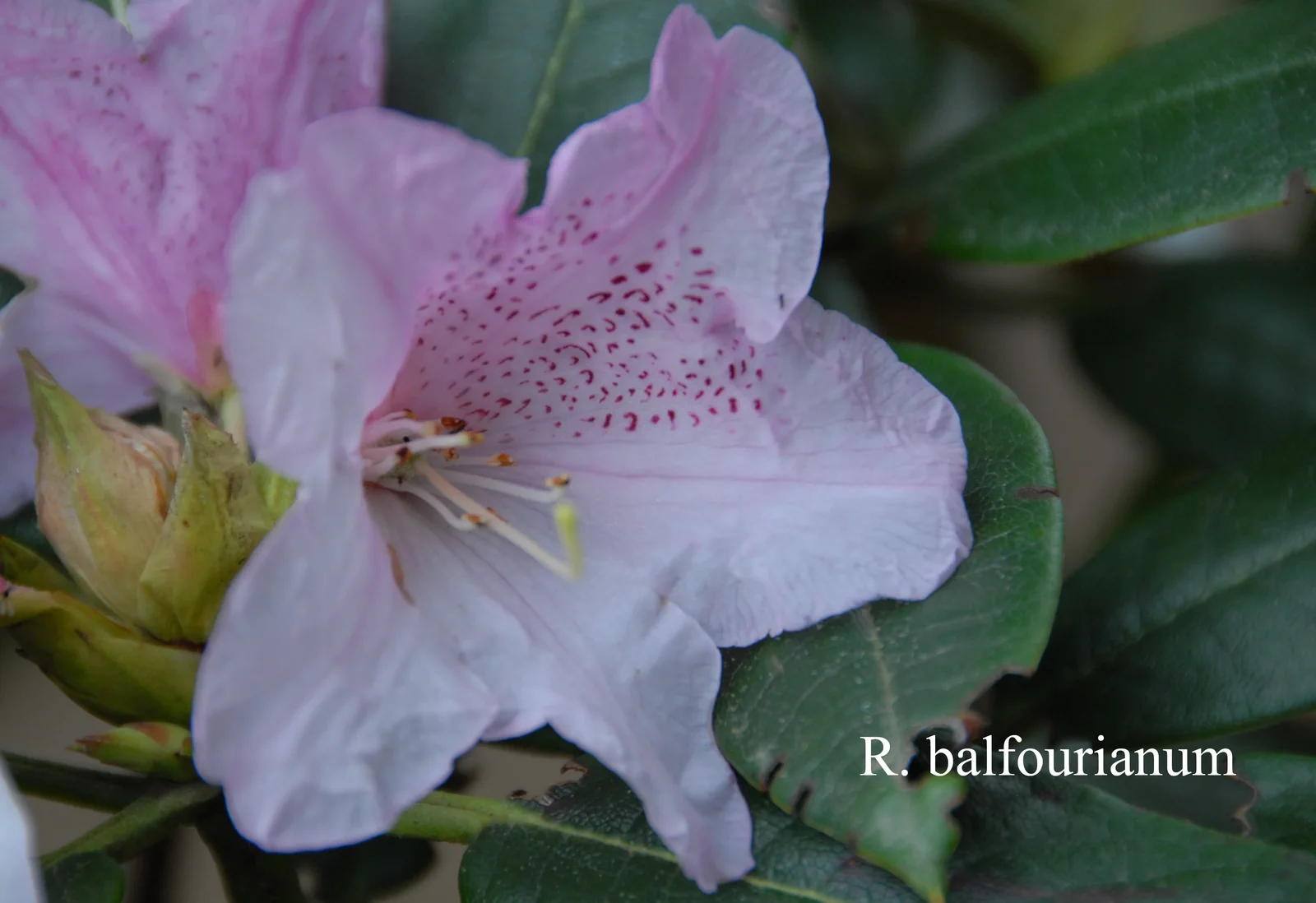 R. balfourianum photo of R. balfourianum. Location: Fearing's Farm Nursery, Abbotsford, BC, Canada. Photo by: Harold Fearing