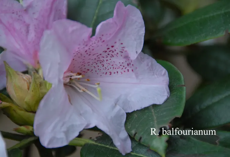 Photo of R. balfourianum, Species