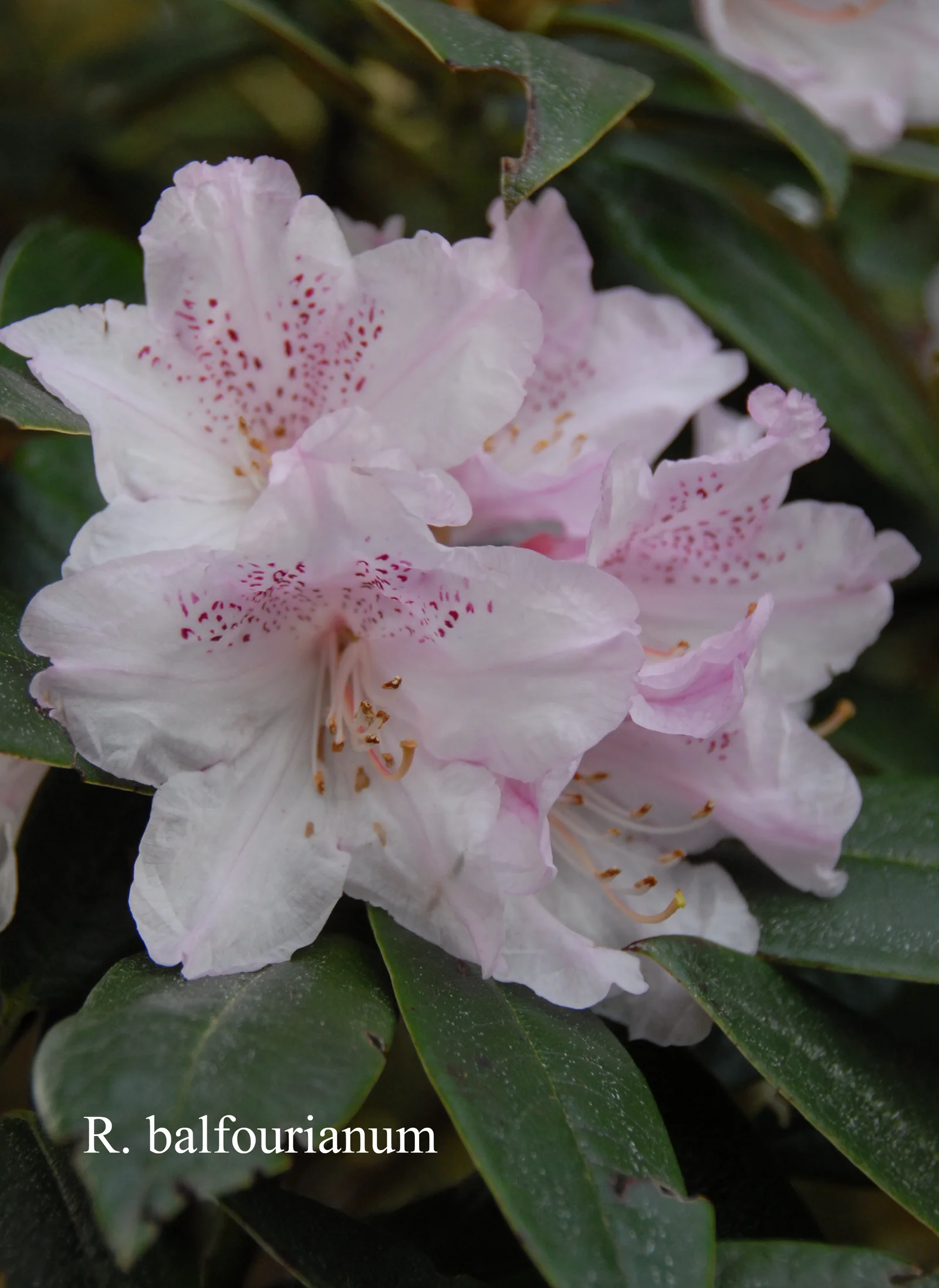 R. balfourianum photo of R. balfourianum. Location: Fearing's Farm Nursery, Abbotsford, BC, Canada. Photo by: Harold Fearing