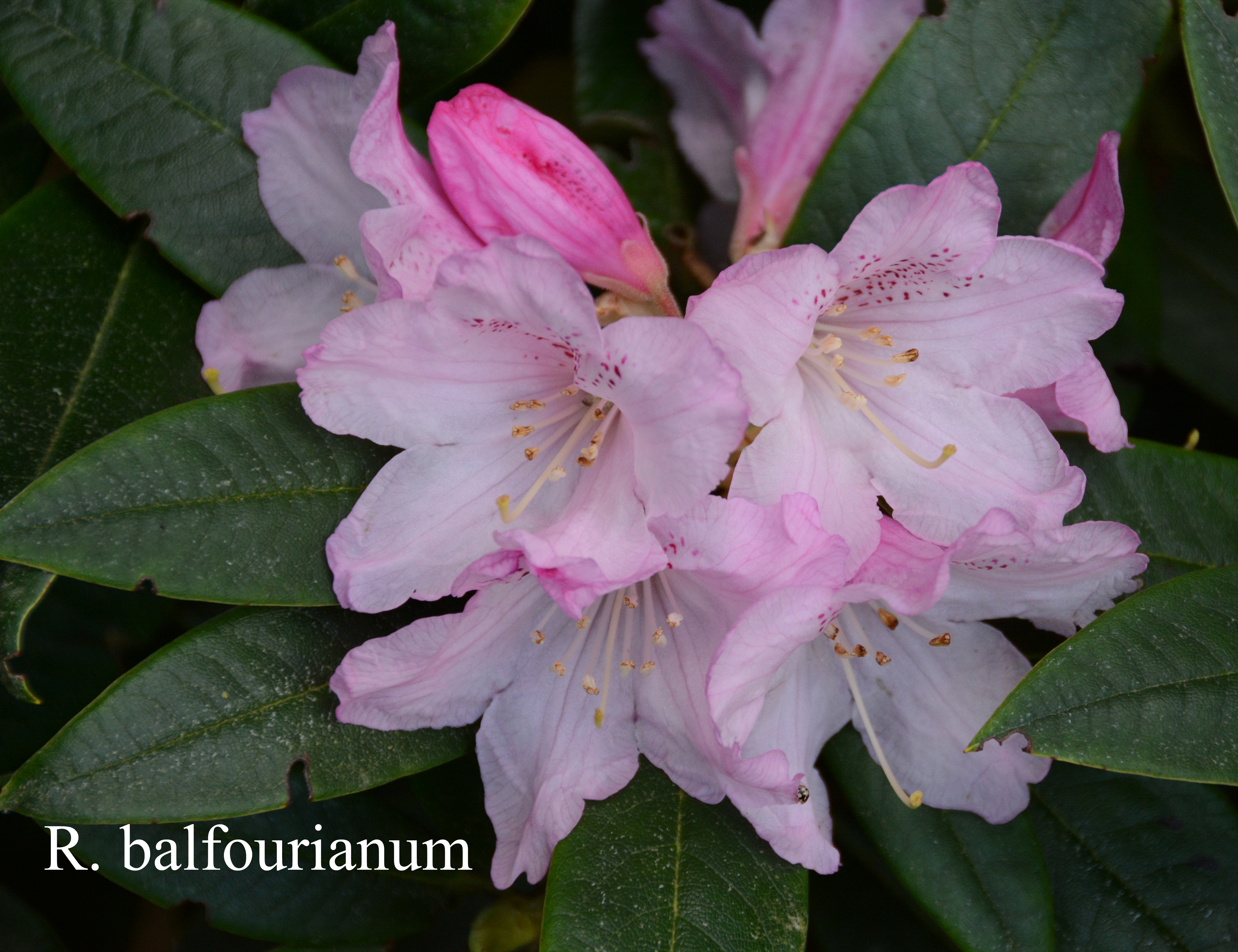 Rhododendron balfourianum photo