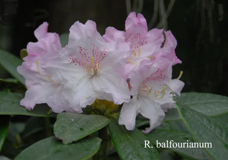 Photo of R. balfourianum, Species