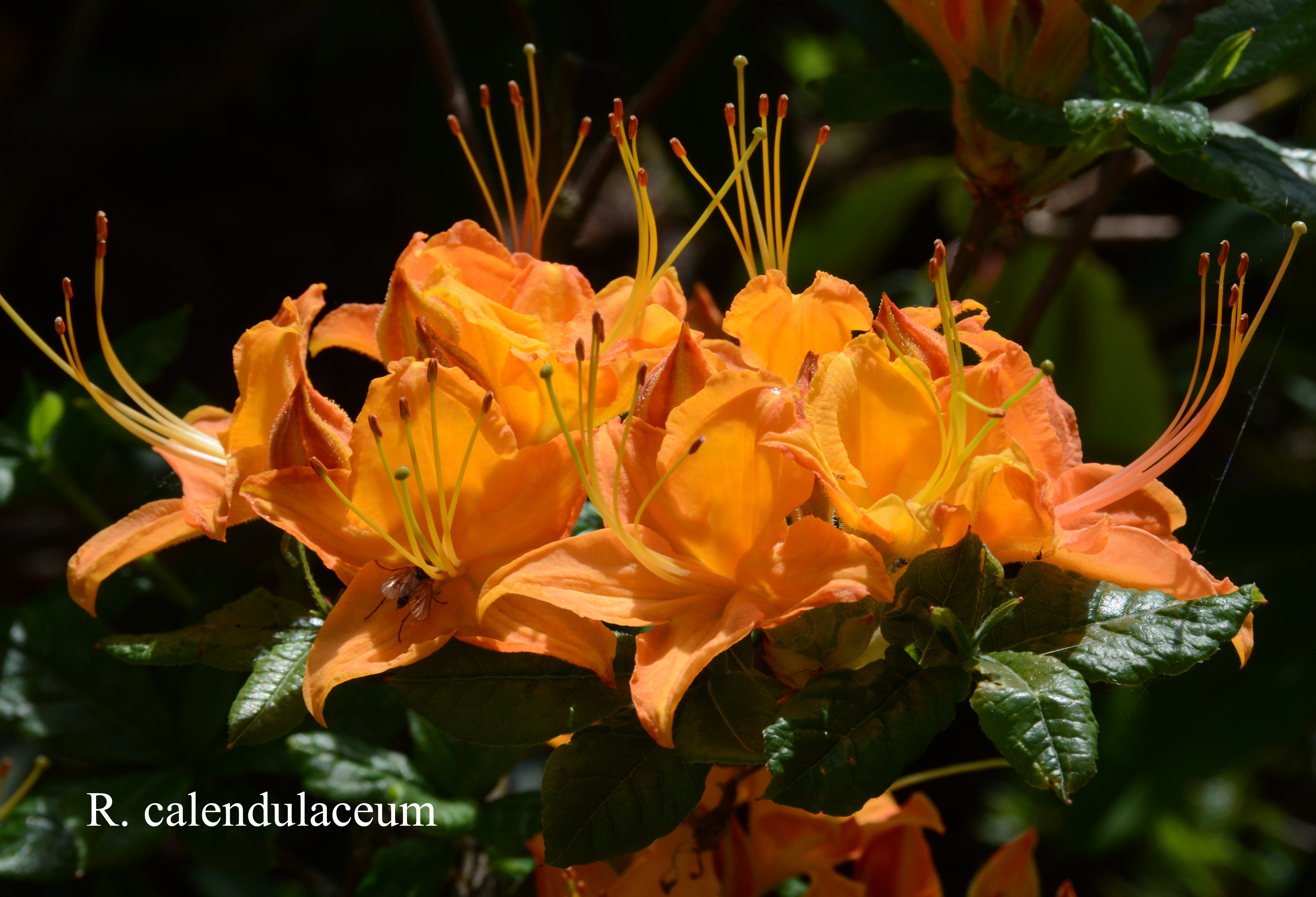 Rhododendron calendulaceum photo