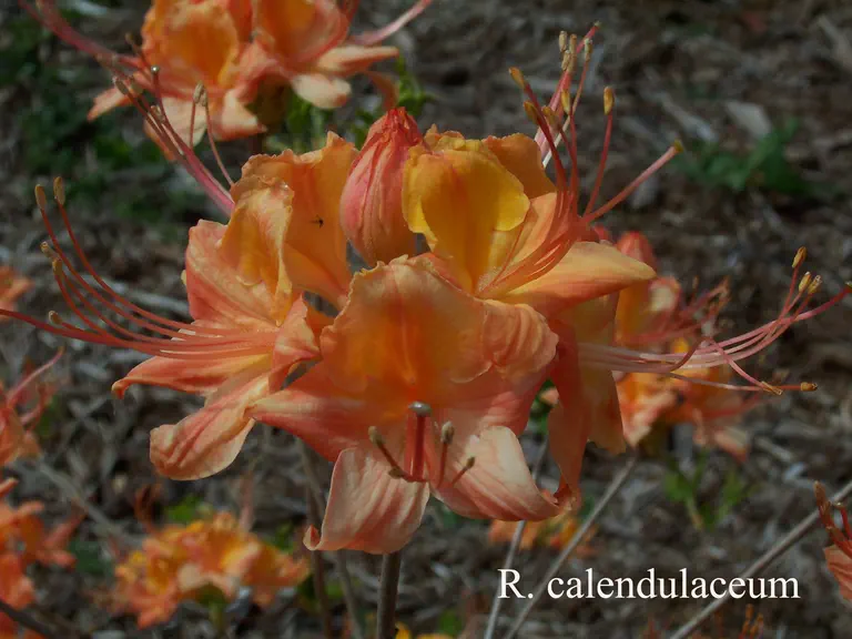 Photo of R. calendulaceum, Species