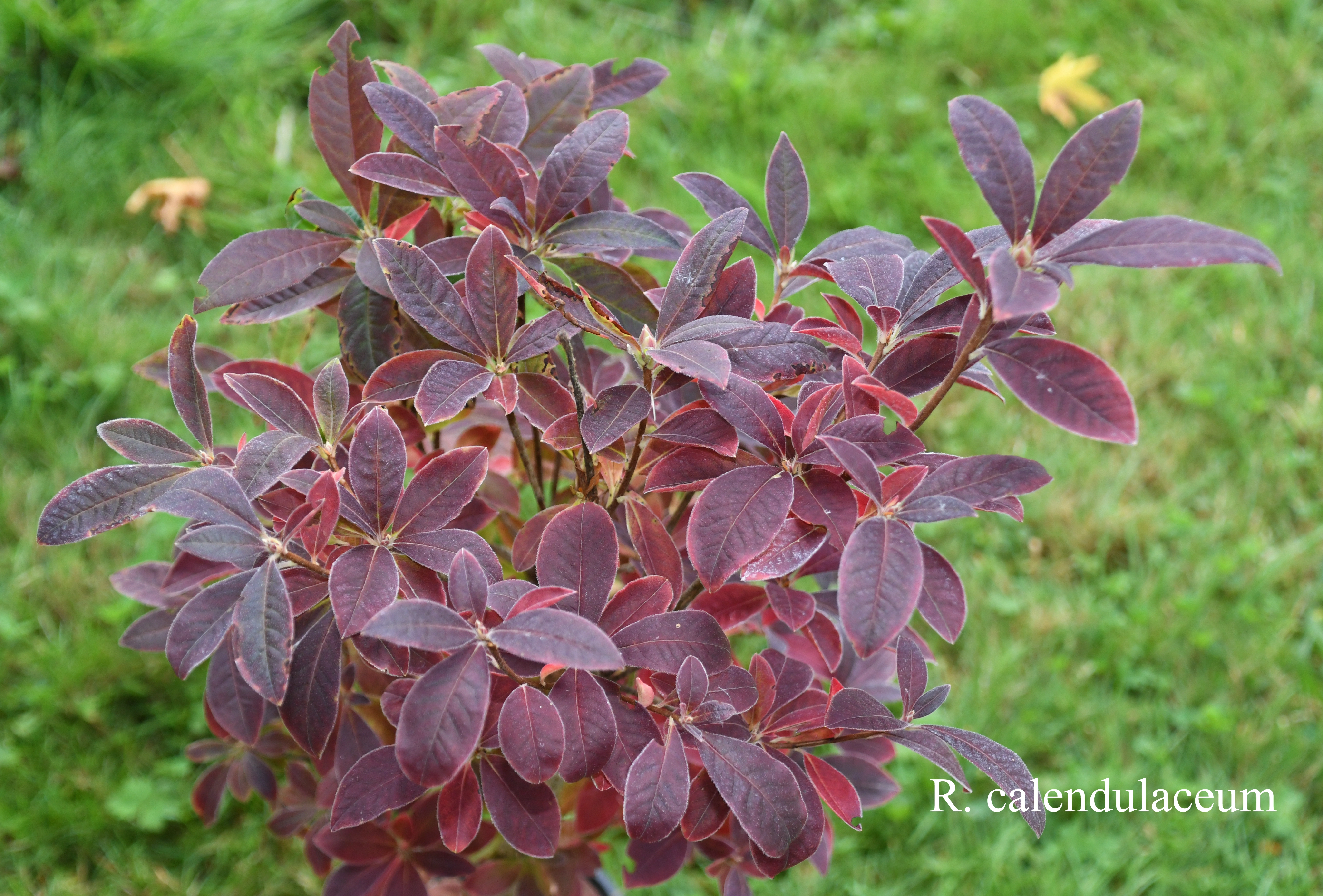 Rhododendron calendulaceum photo