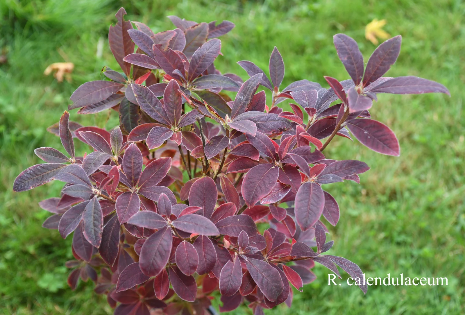 R. calendulaceum photo of R. calendulaceum. Location: Fearing's Farm Nursery, Abbotsford, BC, Canada. Photo by: Harold Fearing