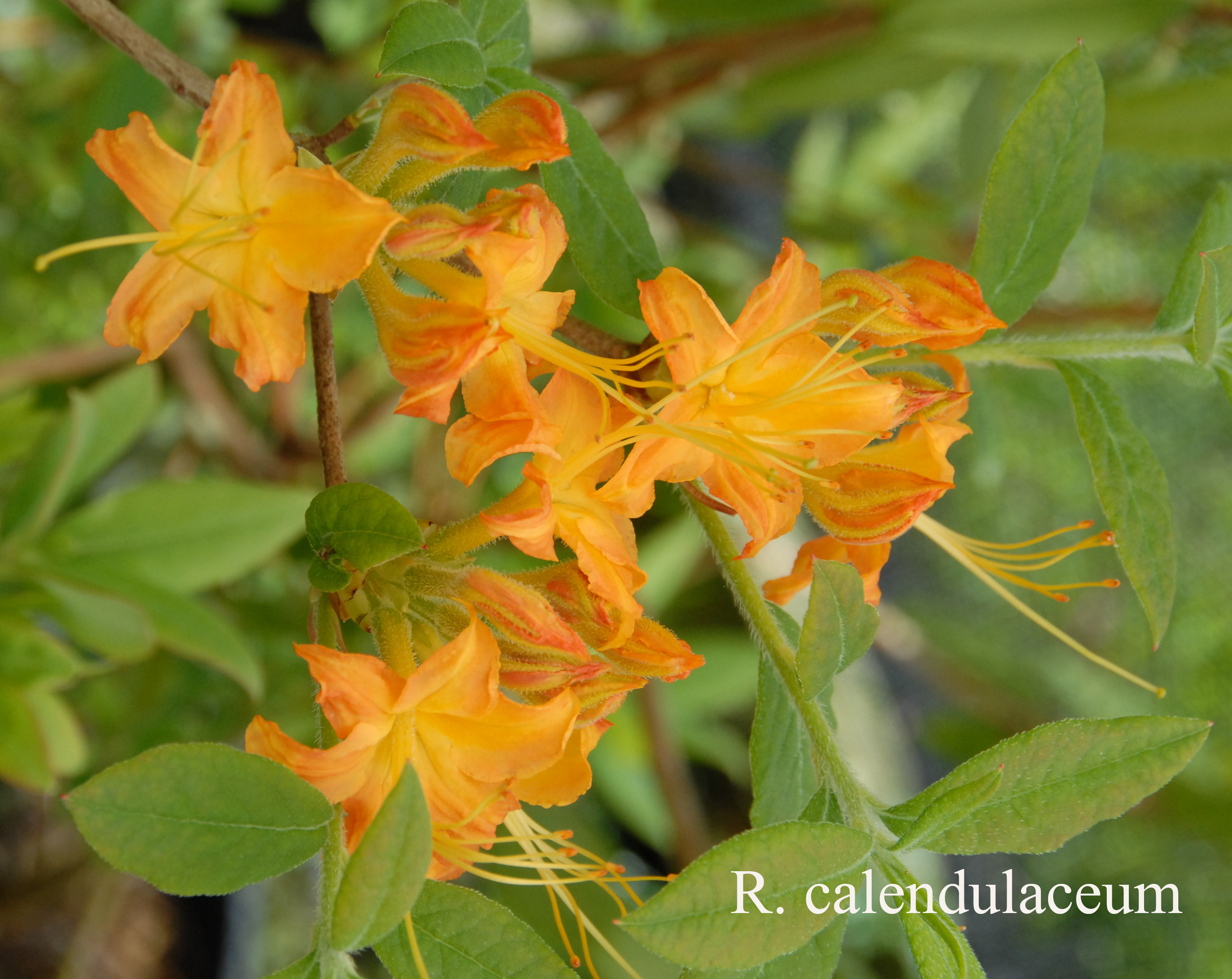 Rhododendron calendulaceum photo