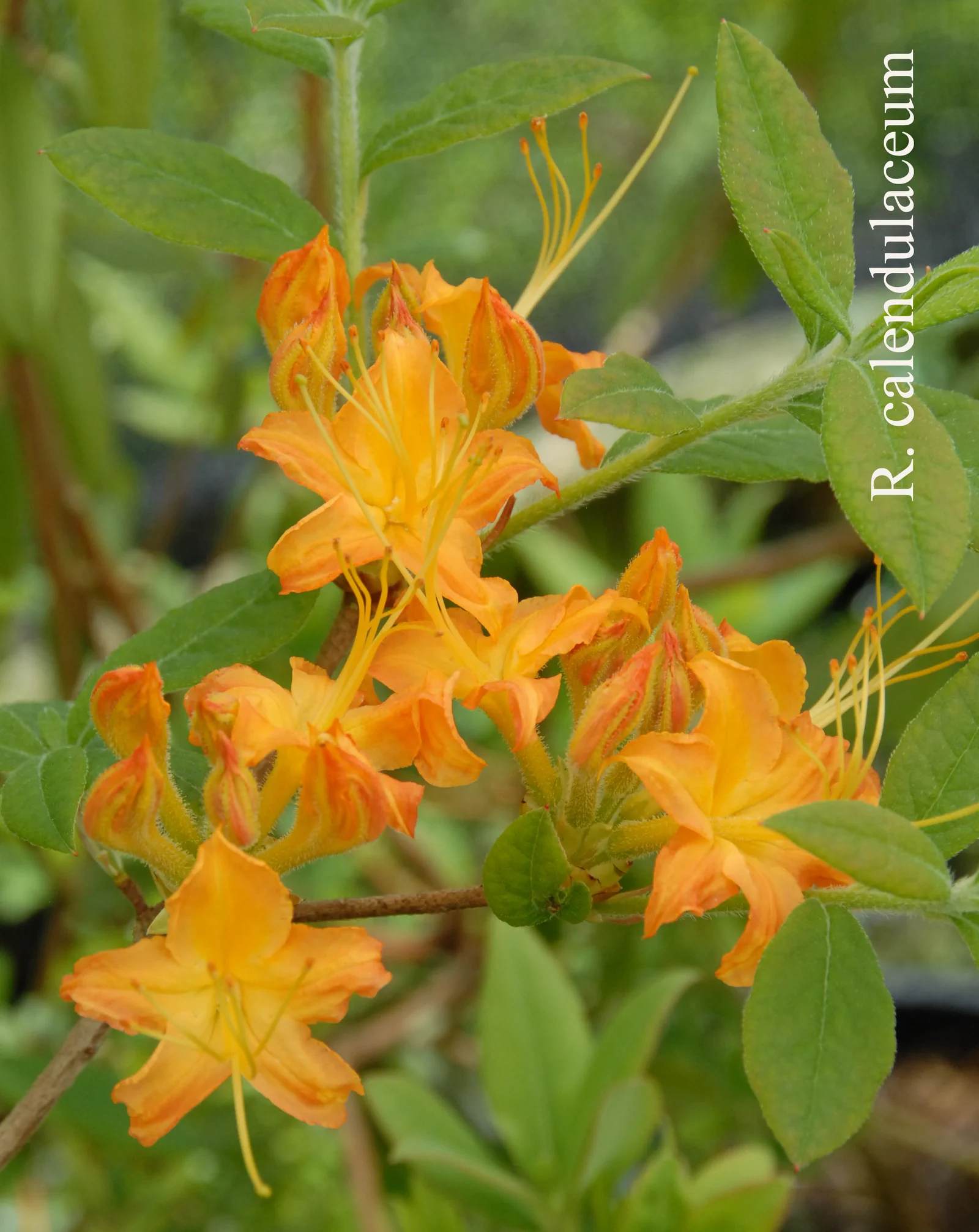R. calendulaceum photo of R. calendulaceum. Location: Fearing's Farm Nursery, Abbotsford, BC, Canada. Photo by: Harold Fearing