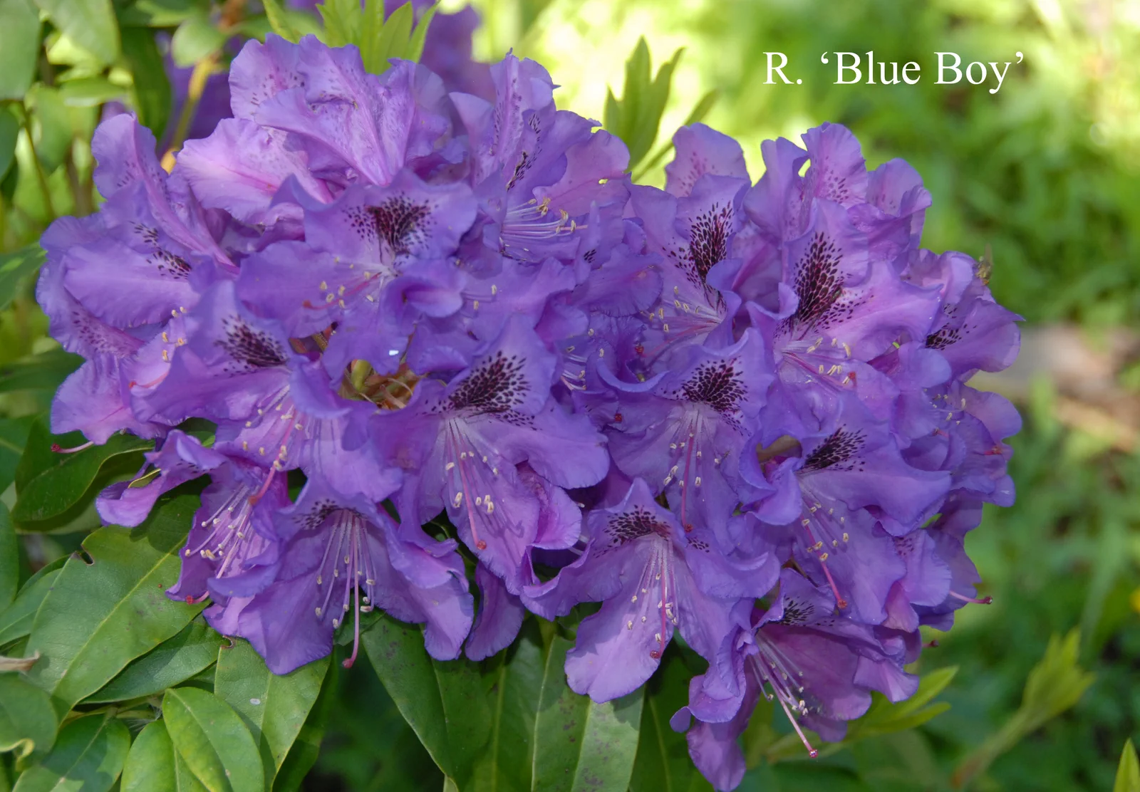 R. 'Blue Boy' photo of R. 'Blue Boy'. Location: Fearing's Farm Nursery, Abbotsford, BC, Canada. Photo by: Harold Fearing