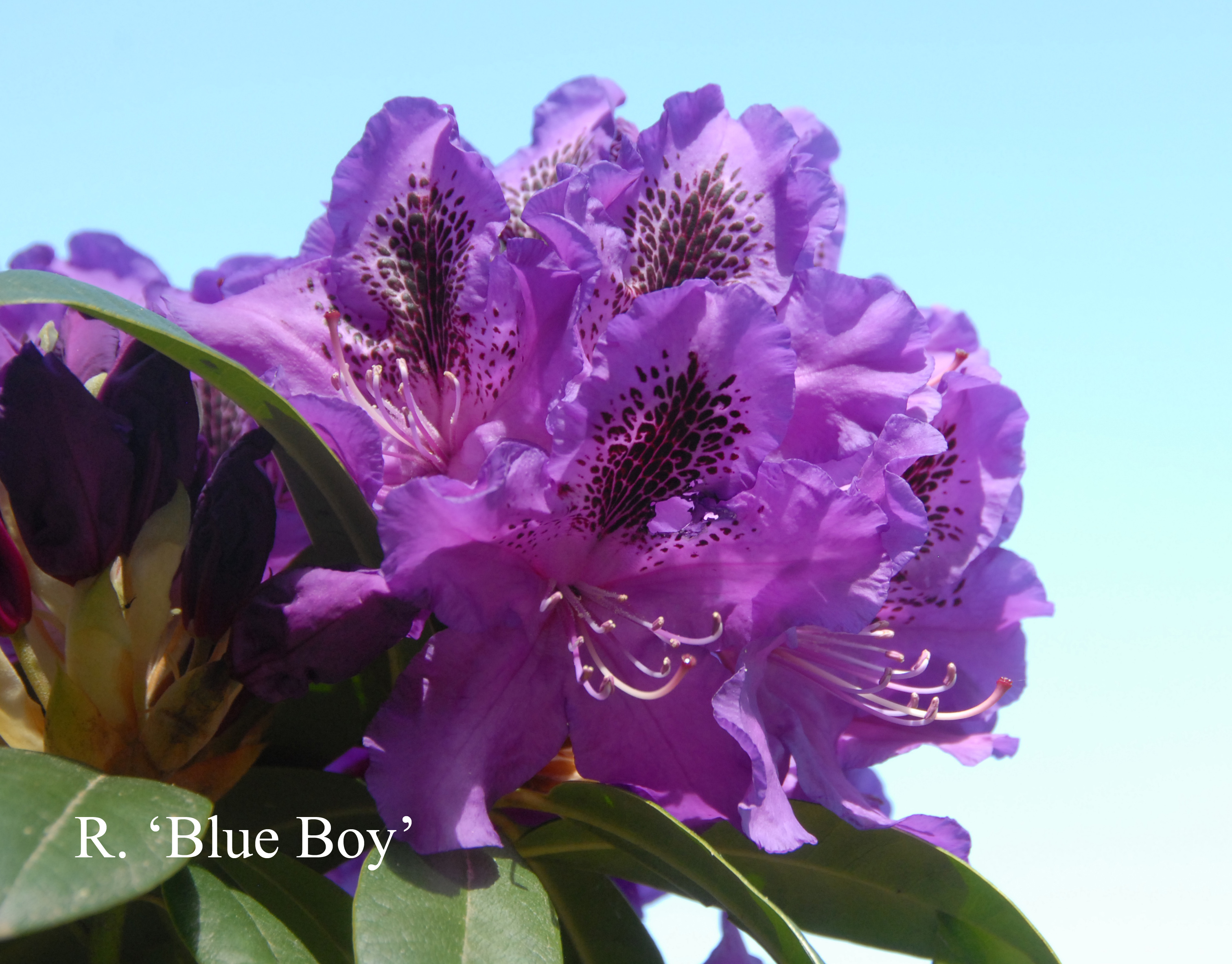 Rhododendron Blue Boy photo
