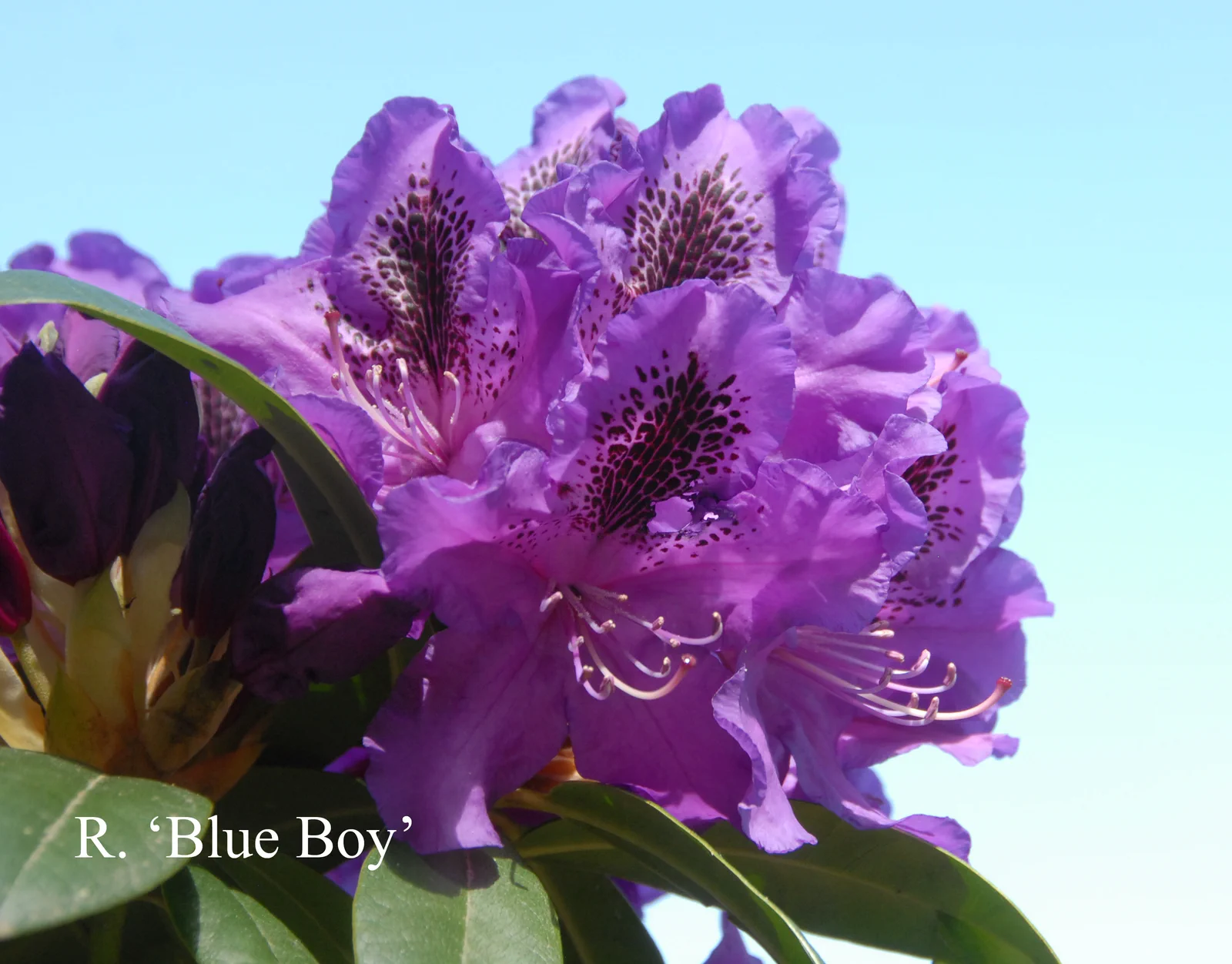 R. 'Blue Boy' photo of R. 'Blue Boy'. Location: Fearing's Farm Nursery, Abbotsford, BC, Canada. Photo by: Harold Fearing