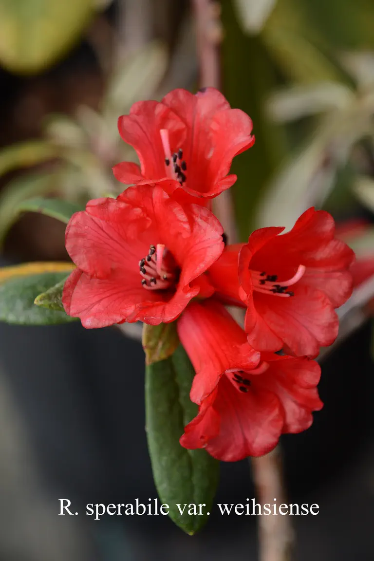 Photo of R. sperabile var weihsiense, Species