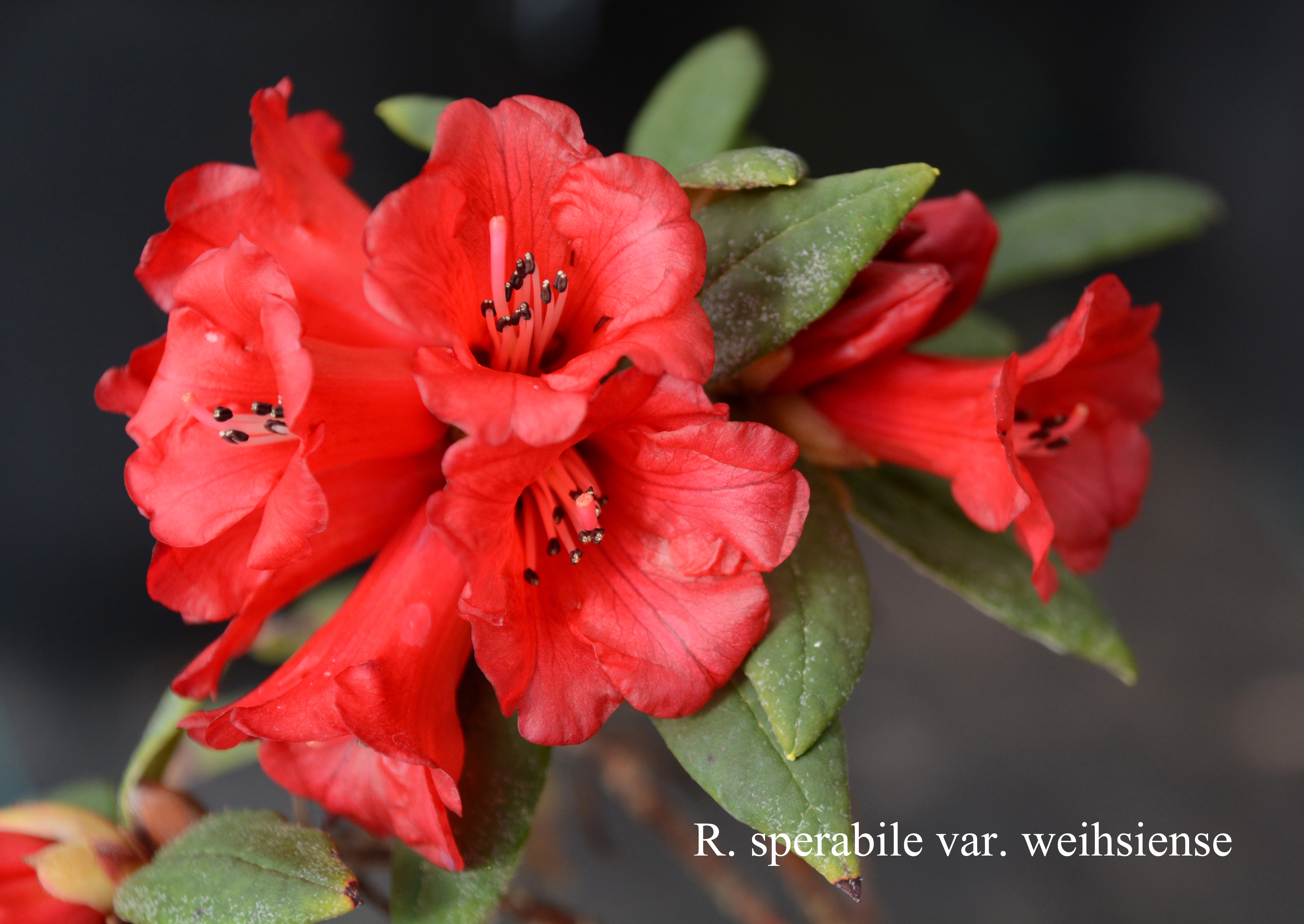 Rhododendron sperabile var weihsiense photo