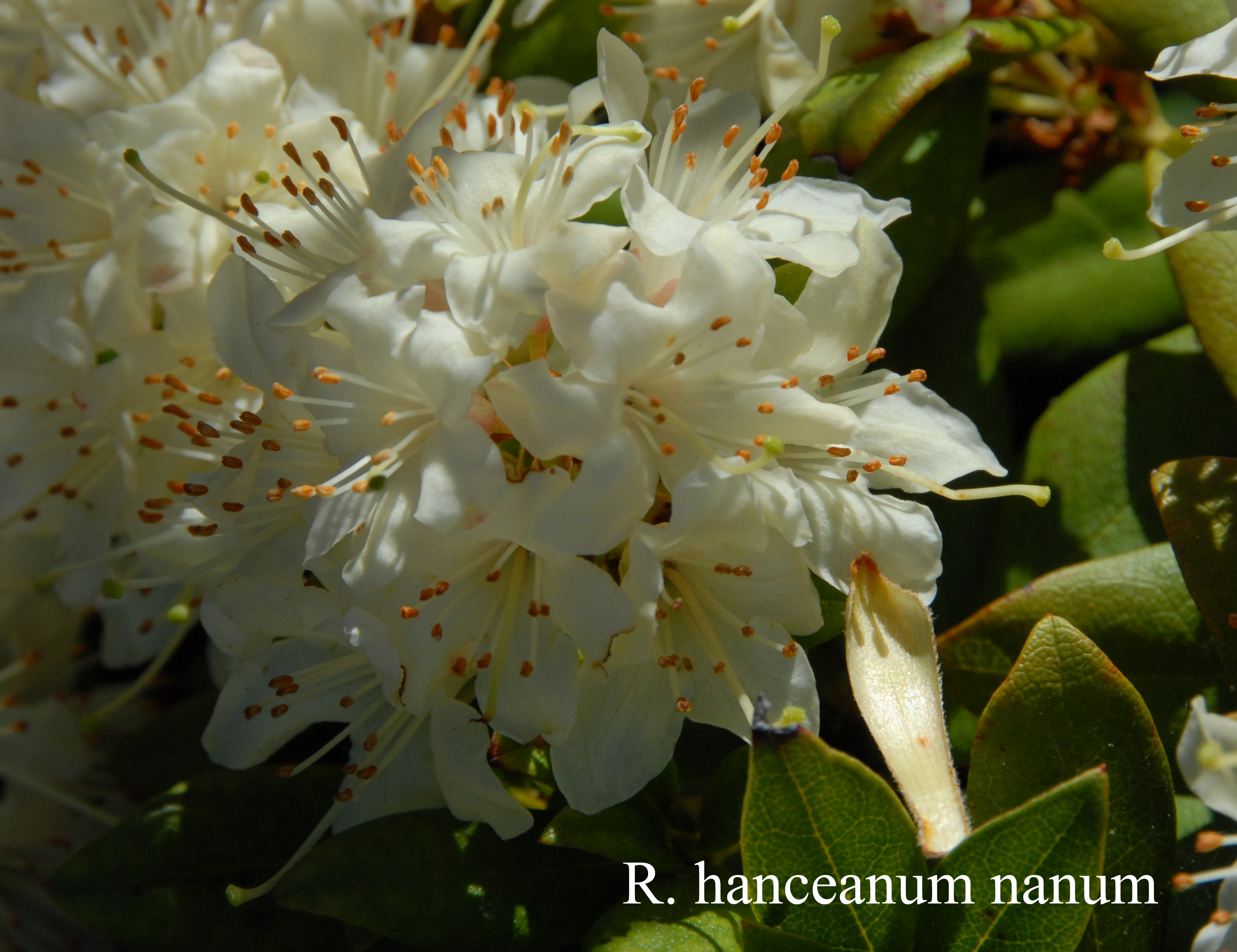 Rhododendron hanceanum Nanum Group photo