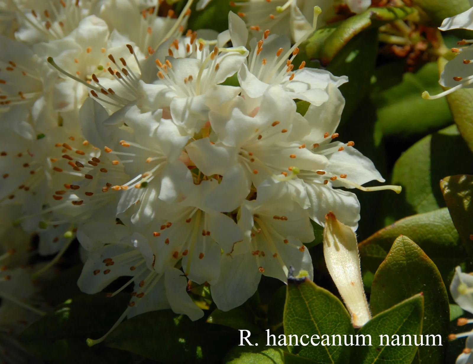 R. hanceanum Nanum Group photo of R. hanceanum Nanum Group. Location: Fearing's Farm Nursery, Abbotsford, BC, Canada. Photo by: Harold Fearing