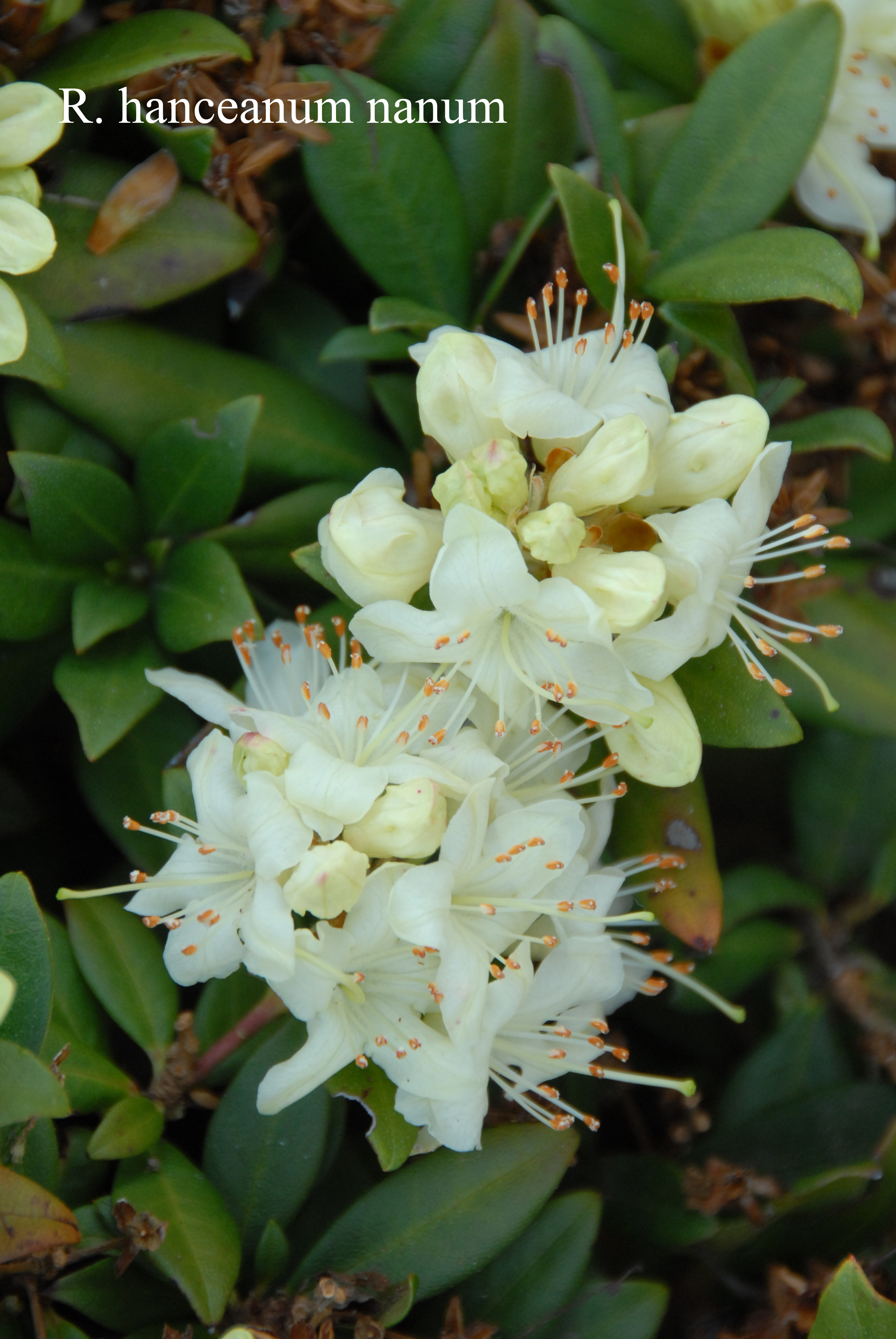 Rhododendron hanceanum Nanum Group photo