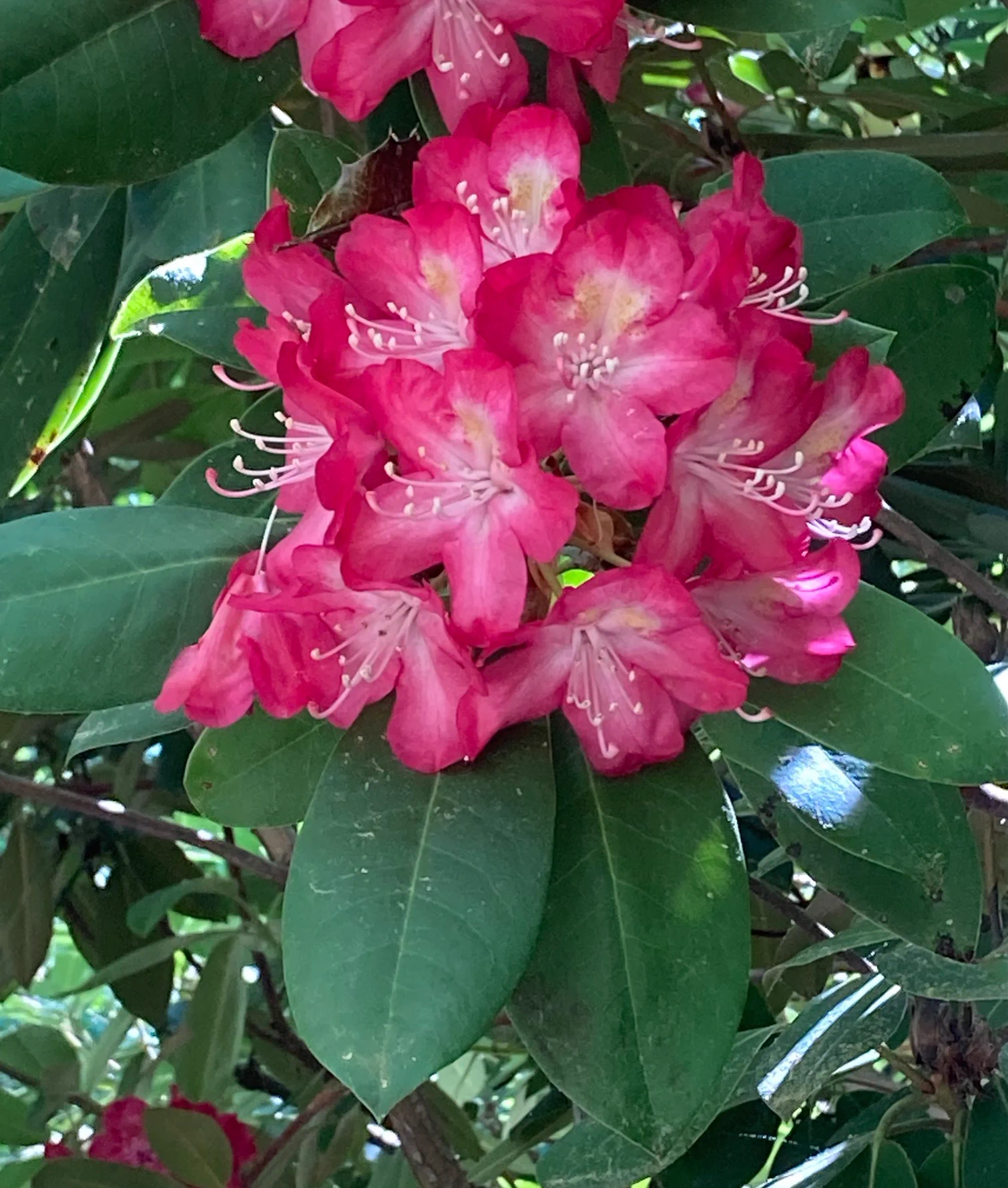 R. 'Red River' photo of R. 'Red River'. Truss, flowers, and leaves. Location: Martha's Vineyard, MA z7a. Photo by: Peter Norris