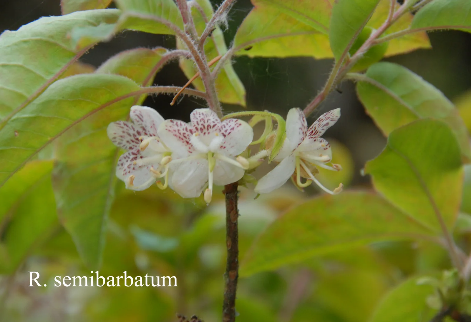 R. semibarbatum photo of R. semibarbatum. Location: Fearing's Farm Nursery, Abbotsford, BC, Canada. Photo by: Harold Fearing