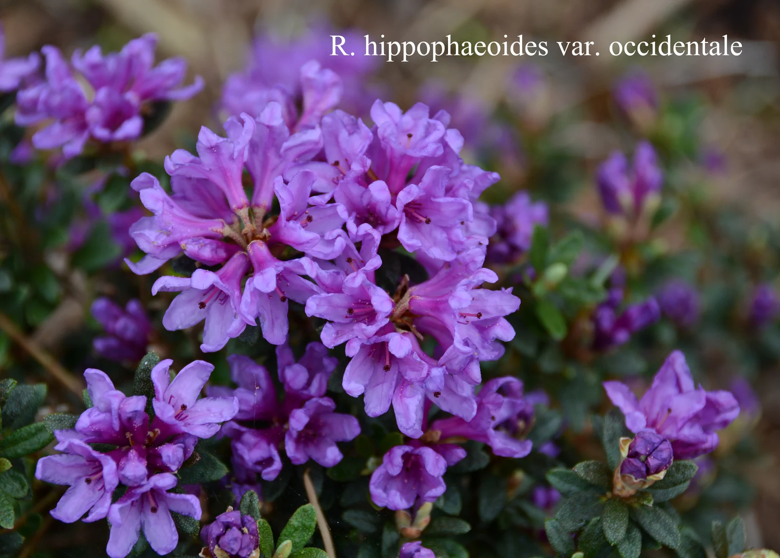 R. hippophaeoides var occidentale photo of R. hippophaeoides var occidentale. Location: Fearing's Farm Nursery, Abbotsford, BC, Canada. Photo by: Harold Fearing