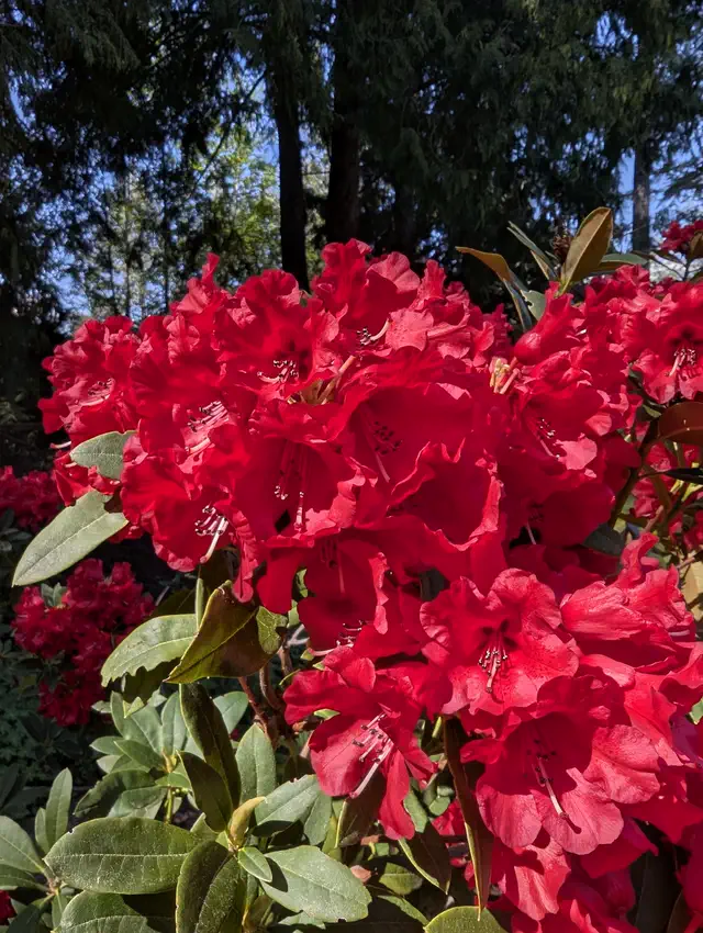 Photo of R. 'Fireman Jeff', Rhododendron Hybrid