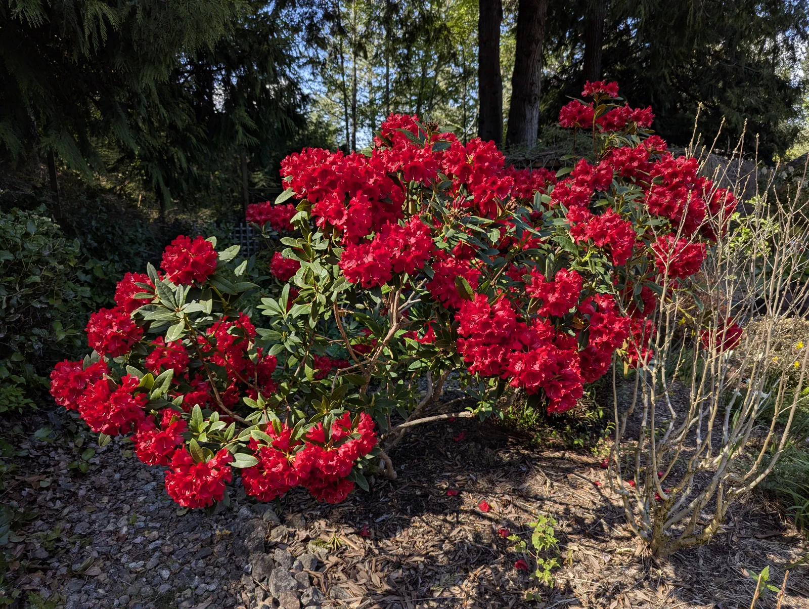 R. 'Fireman Jeff' photo of R. 'Fireman Jeff'. R. 'Fireman Jeff' growing in full morning sun till 1pm, weighed down by the abundance of blooms in late April.. Location: East Sooke, South Vancouver Island, BC, Canada. Photo by: John Verwolf