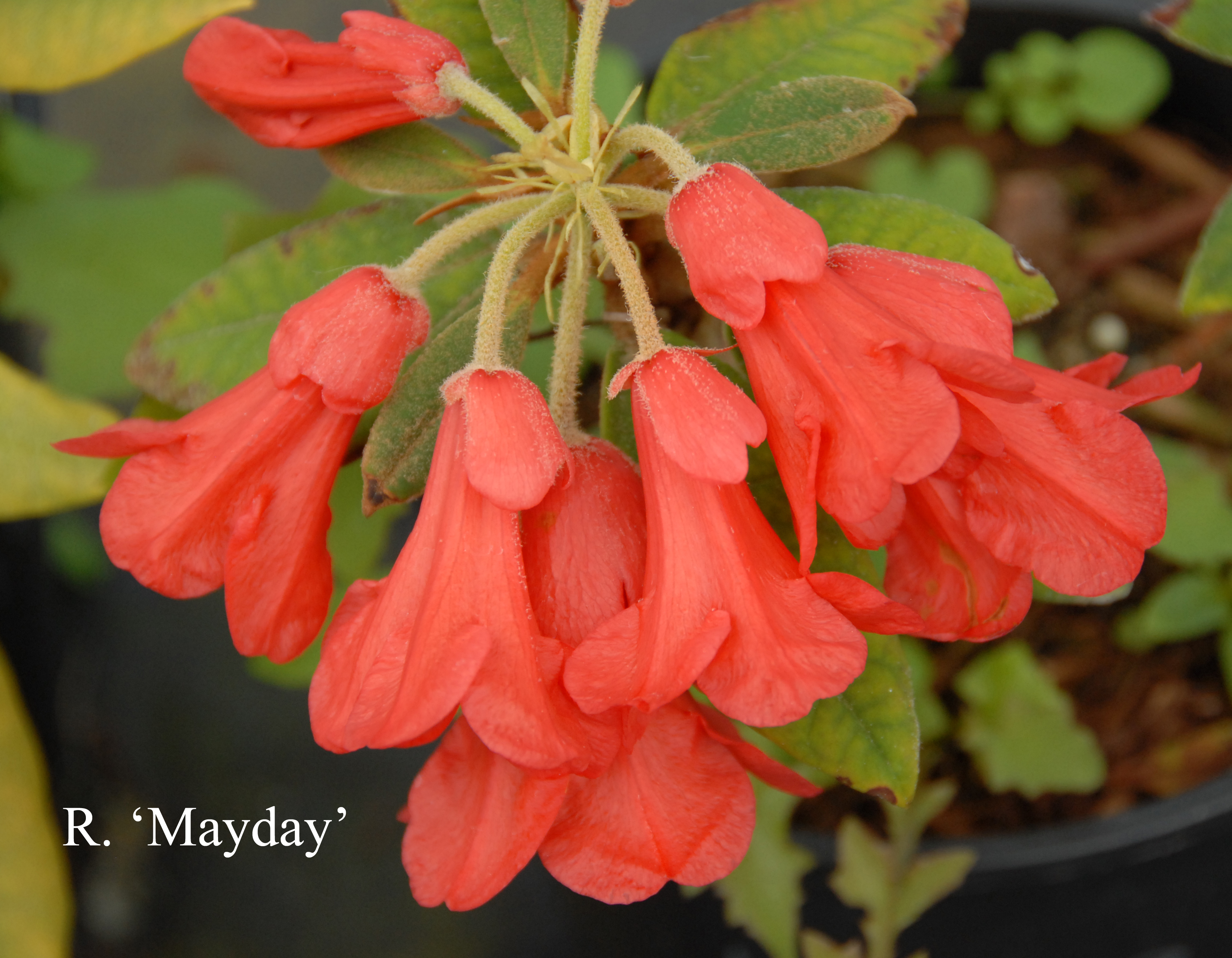 Rhododendron May Day photo